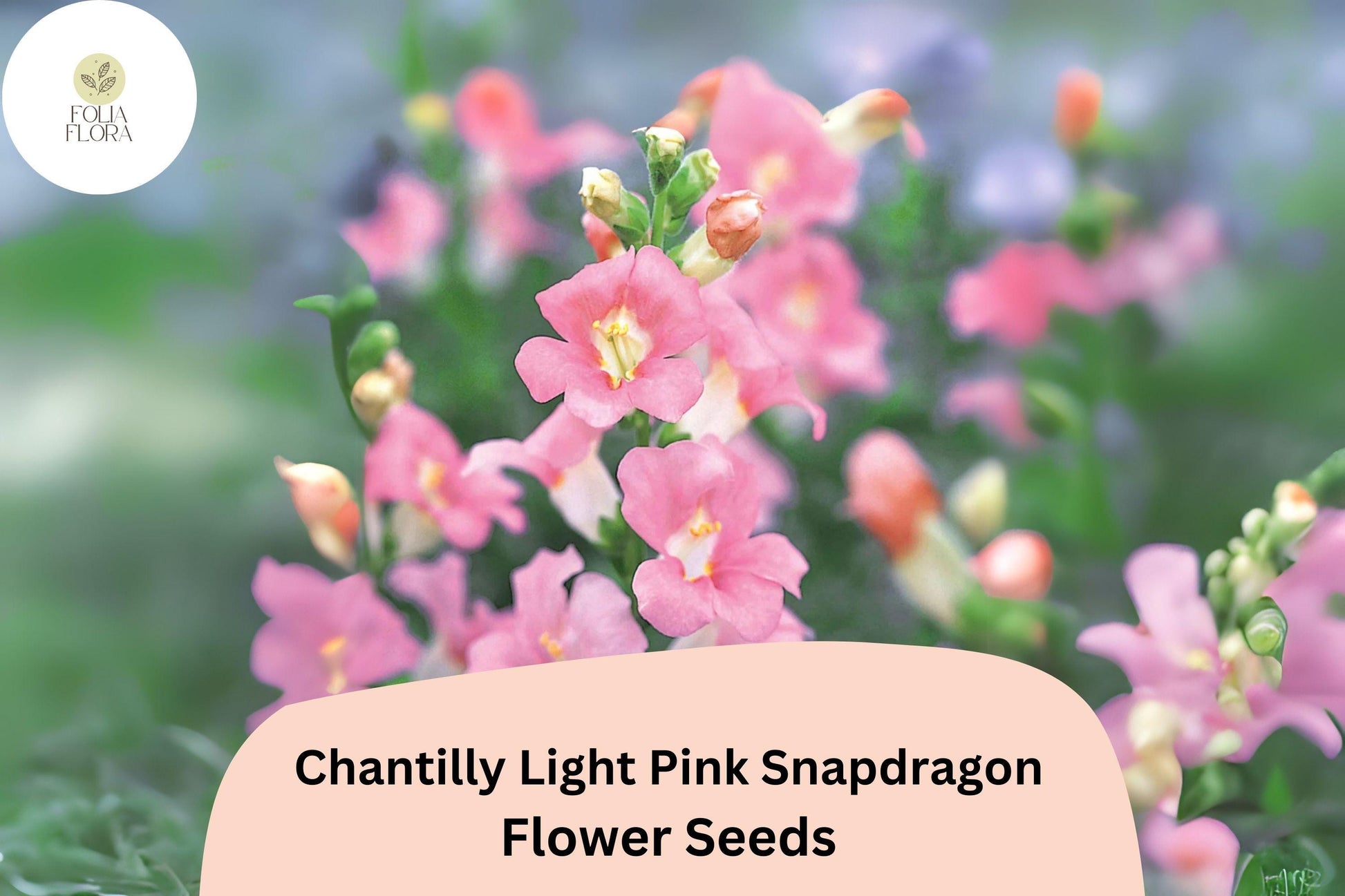 Chantilly Light Pink Snapdragon Seeds | 1000+ Fragrant Antirrhinum majus for Pollinator-Friendly Garden & Cut Flowers
