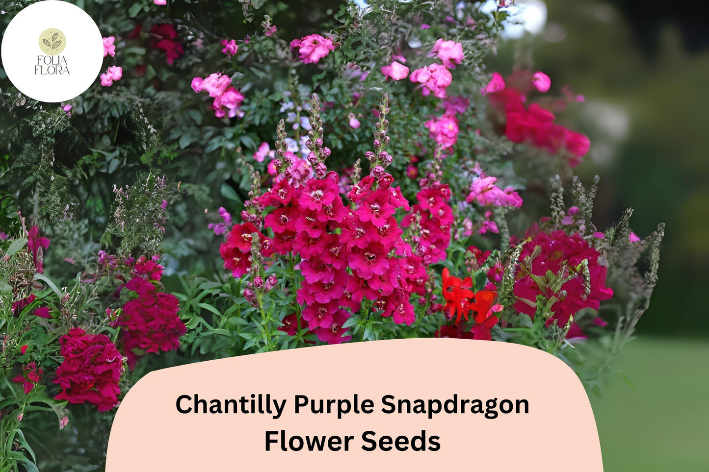 Chantilly Purple Snapdragon Seeds | 1000+ Tall, Fragrant Blooms | Antirrhinum majus | Pollinator-Friendly, Easy to Grow