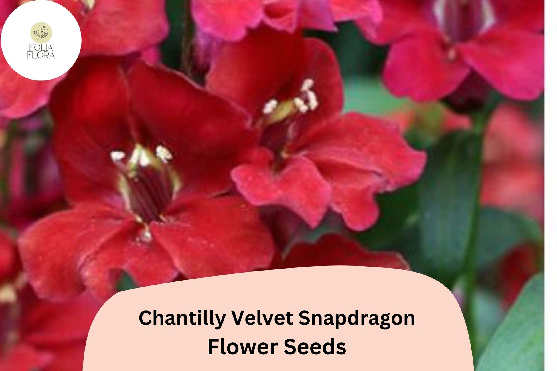 Chantilly Velvet Snapdragon Seeds | 1000+ Deep Red Fragrant Blooms | Antirrhinum majus | Pollinator-Friendly Annual