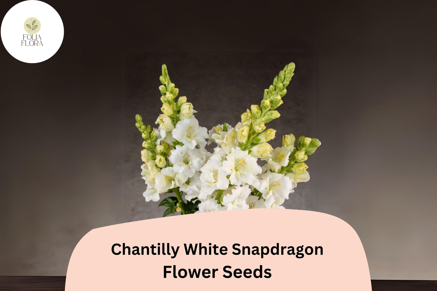 Chantilly White Snapdragon Seeds - 1000+ Premium Seeds, Fragrant Tall Blooms, Antirrhinum majus, Pollinator-Friendly Garden Flowers