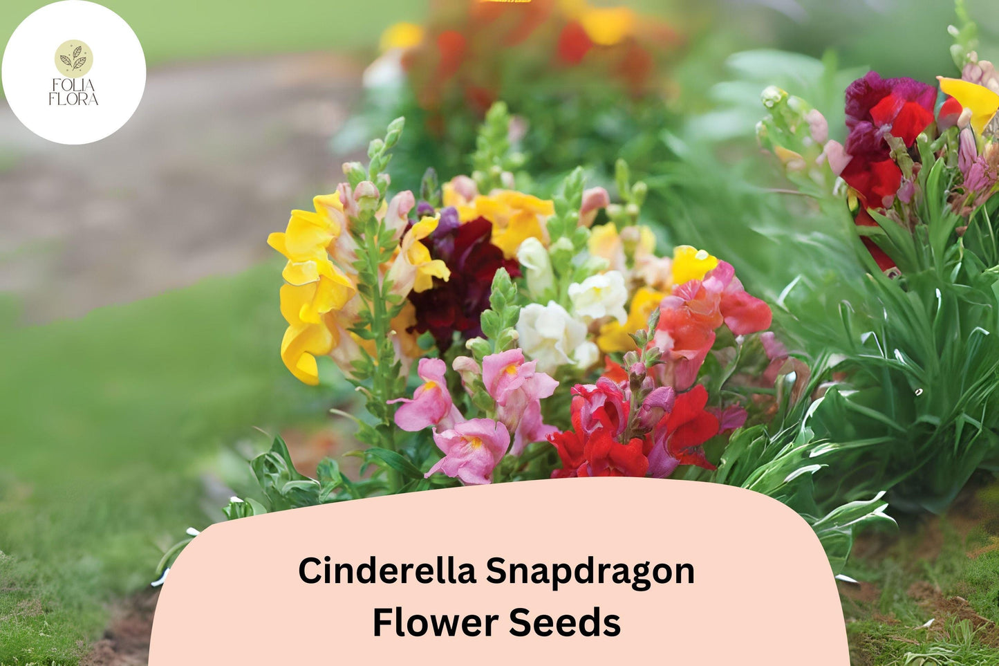 Cinderella Snapdragon Seeds | 1000+ Seeds | Pastel Blooms | Antirrhinum majus | Pollinator-Friendly Garden Flowers