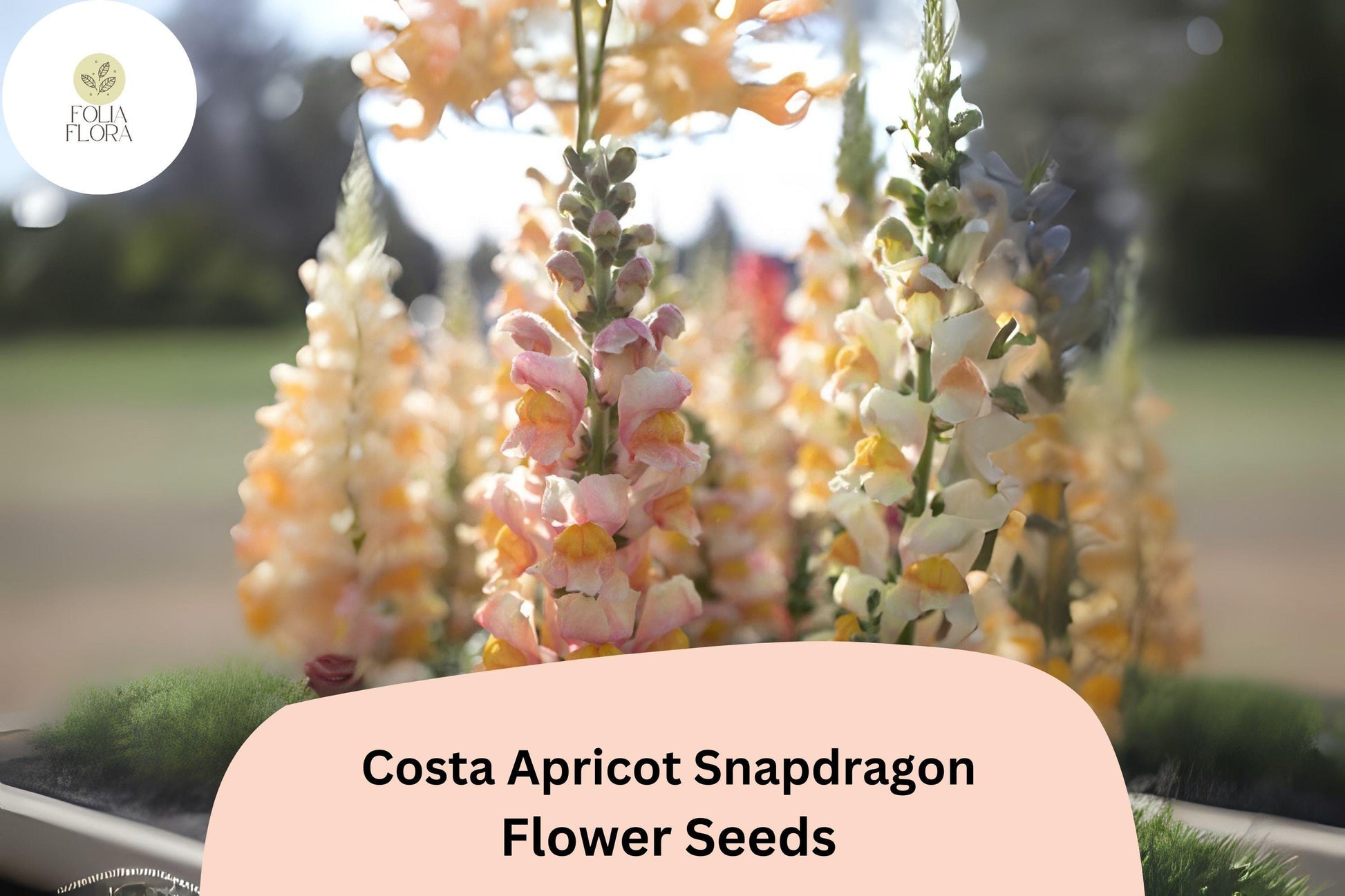 Snapdragon Seeds | 1000+ Costa Apricot | Peachy-Orange Cut Flowers | Antirrhinum majus | Pollinator-Friendly Garden Blooms