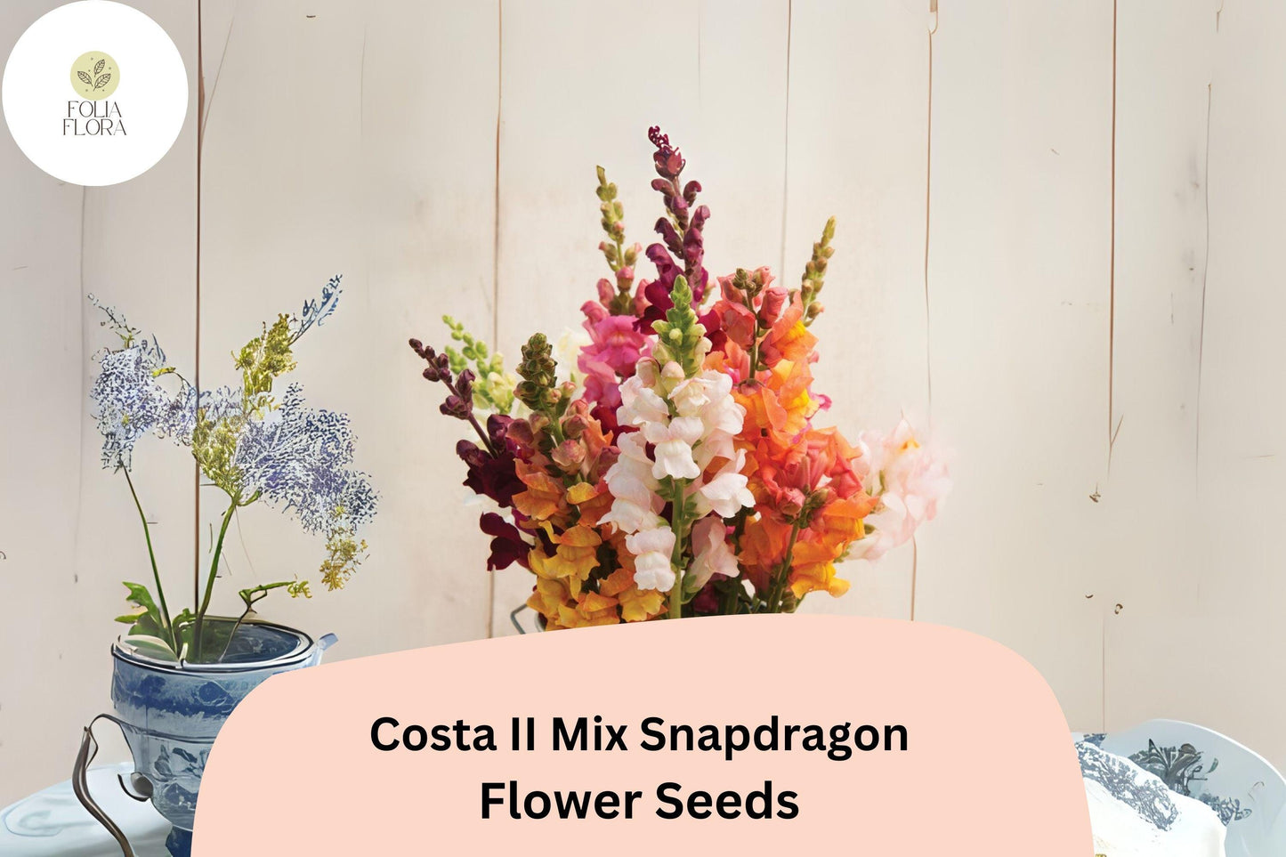 Snapdragon Seeds - 1000+ Costa II Mix, Vibrant Colors, Pollinator-Friendly, Antirrhinum majus, Annual Blooms for Garden and Cut Flowers