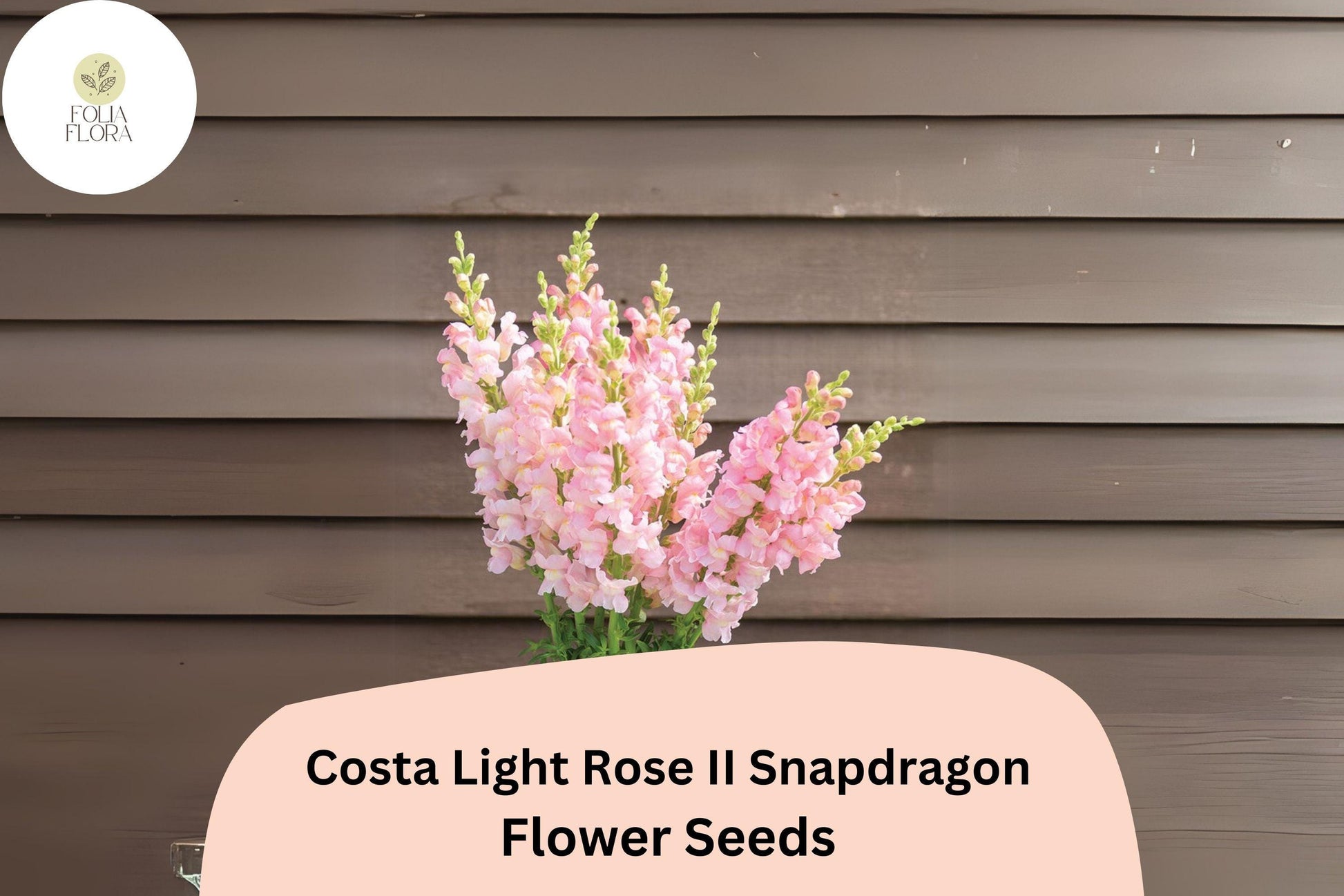 Snapdragon Seeds - 1000+ Costa Light Rose II - Antirrhinum majus - Soft Pink Blooms, Pollinator-Friendly, Long-Blooming