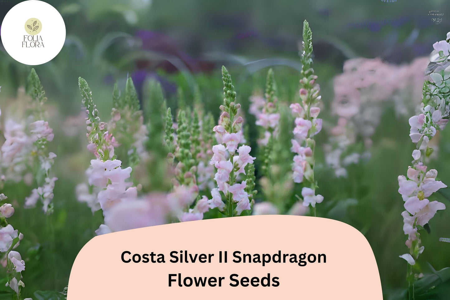 Snapdragon Seeds - 1000+ Costa Silver II, Silvery-Lavender Blooms, Antirrhinum majus, Pollinator-Friendly, Long-Blooming