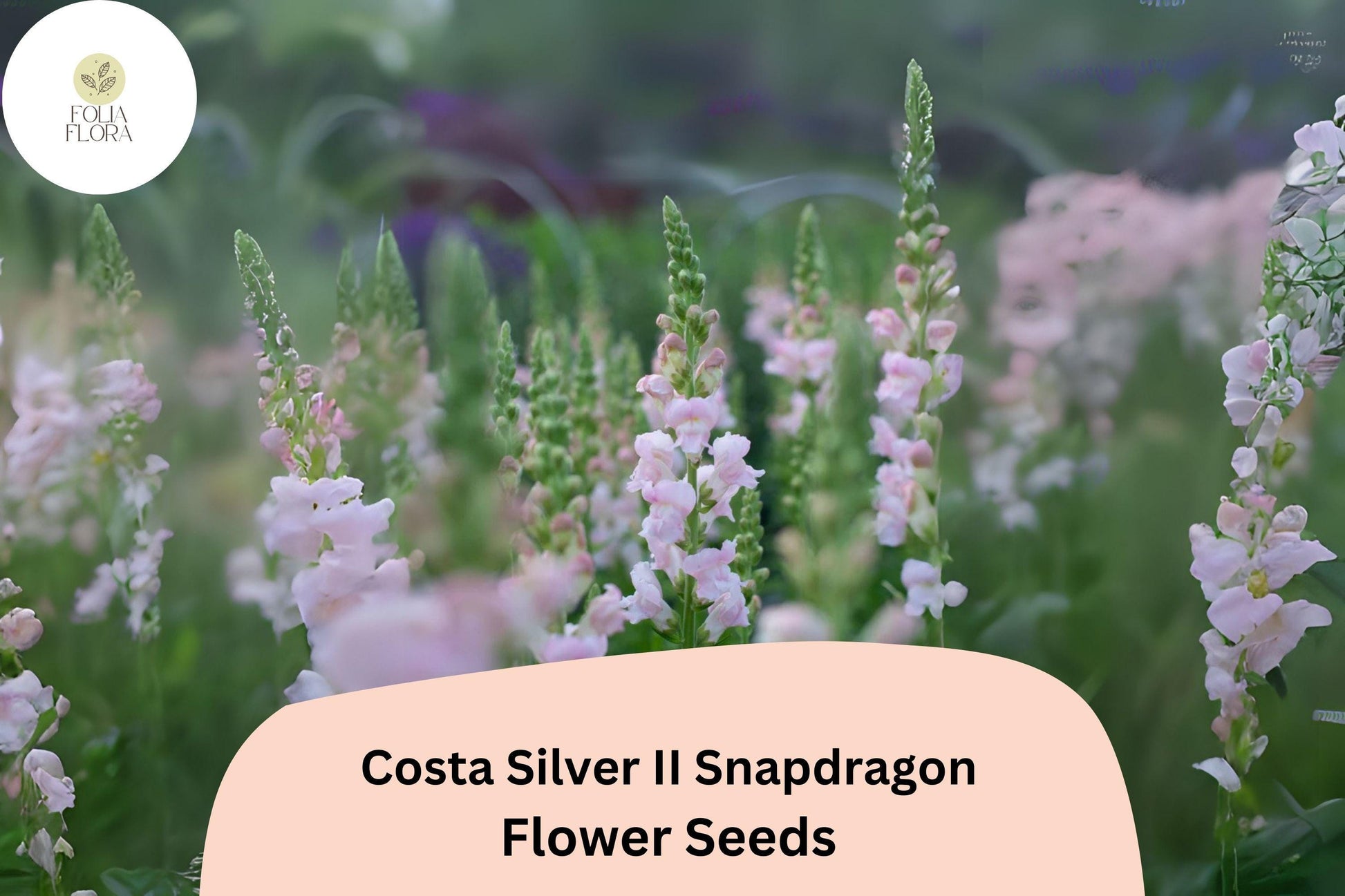 Snapdragon Seeds - 1000+ Costa Silver II, Silvery-Lavender Blooms, Antirrhinum majus, Pollinator-Friendly, Long-Blooming