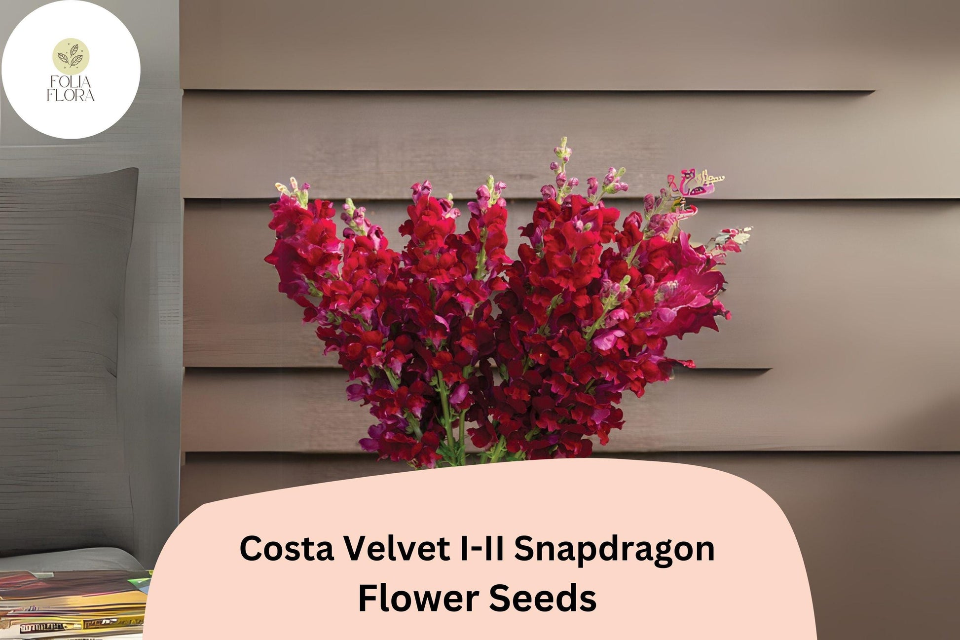 Snapdragon Seeds - 1000+ Deep Velvet Red Blooms - Costa Velvet I–II (Antirrhinum majus) - Pollinator-Friendly Annual Flowers
