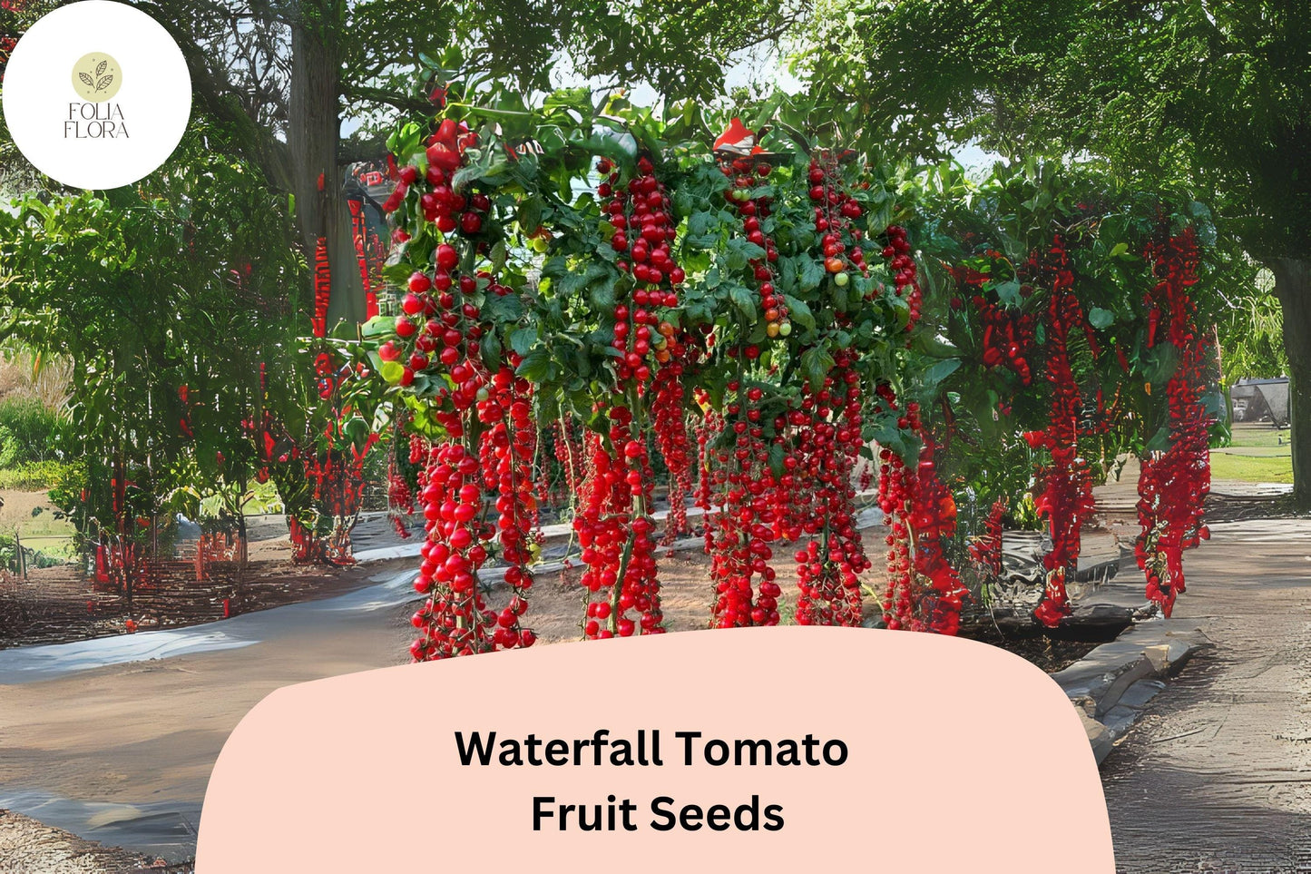 200pcs Waterfall Tomato Seeds | Cascading Cherry Tomatoes | Non-GMO | Solanum lycopersicum | High-Yield for Garden & Containers