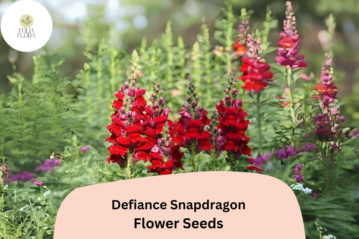 Defiance Snapdragon Seeds | 1000+ Seeds | Bold Deep Red Blooms | Antirrhinum majus | Pollinator-Friendly Cut Flowers