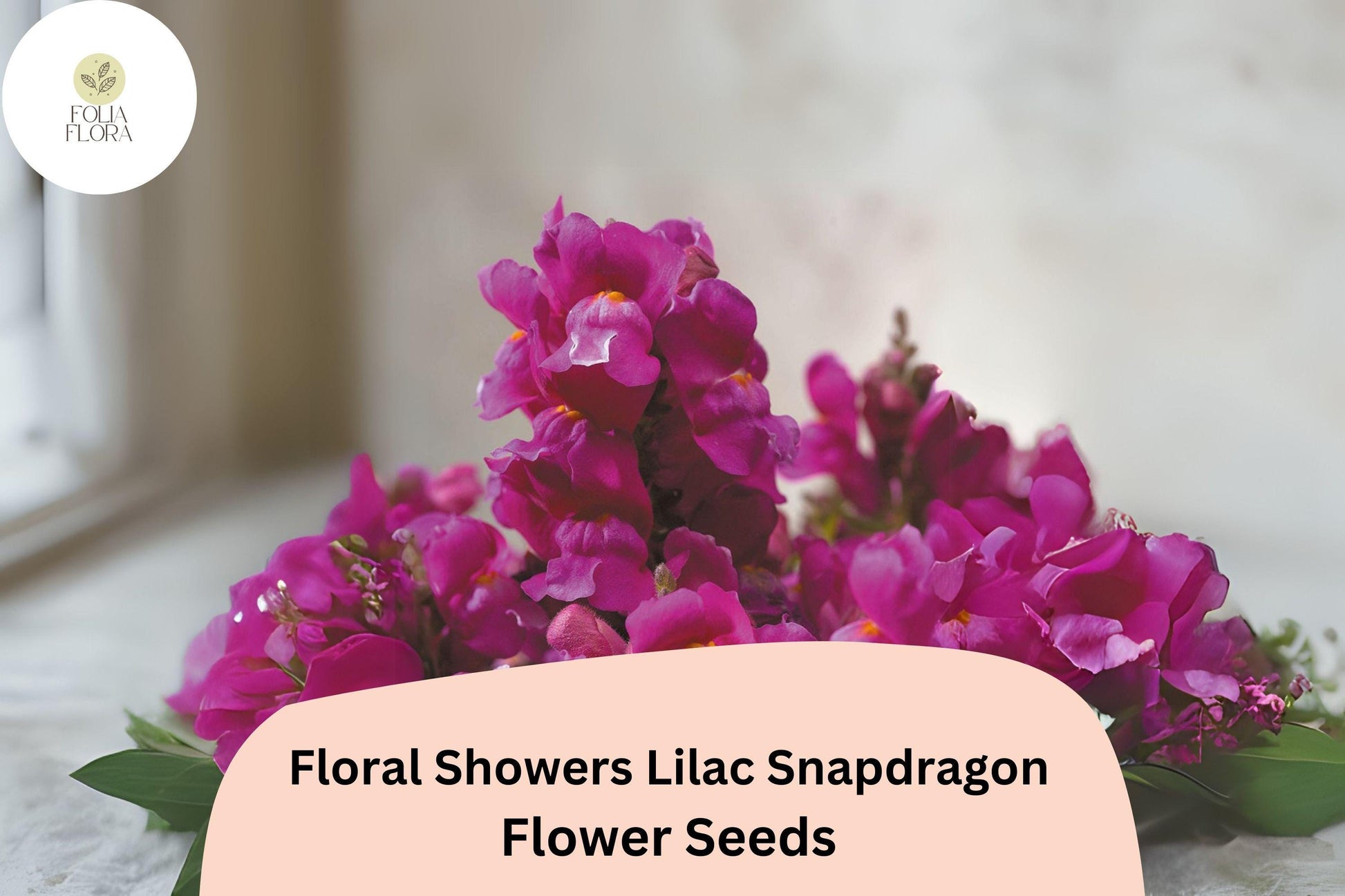 Lilac Snapdragon Seeds | 1000+ Floral Showers Dwarf Antirrhinum majus | Compact Pollinator-Friendly Blooms for Gardens & Containers