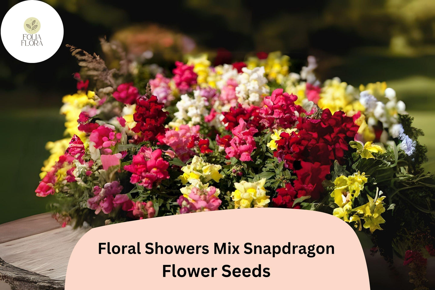 Dwarf Snapdragon Seeds | Floral Showers Mix | Antirrhinum majus | 1000+ Colorful Blooms for Garden Beds & Containers