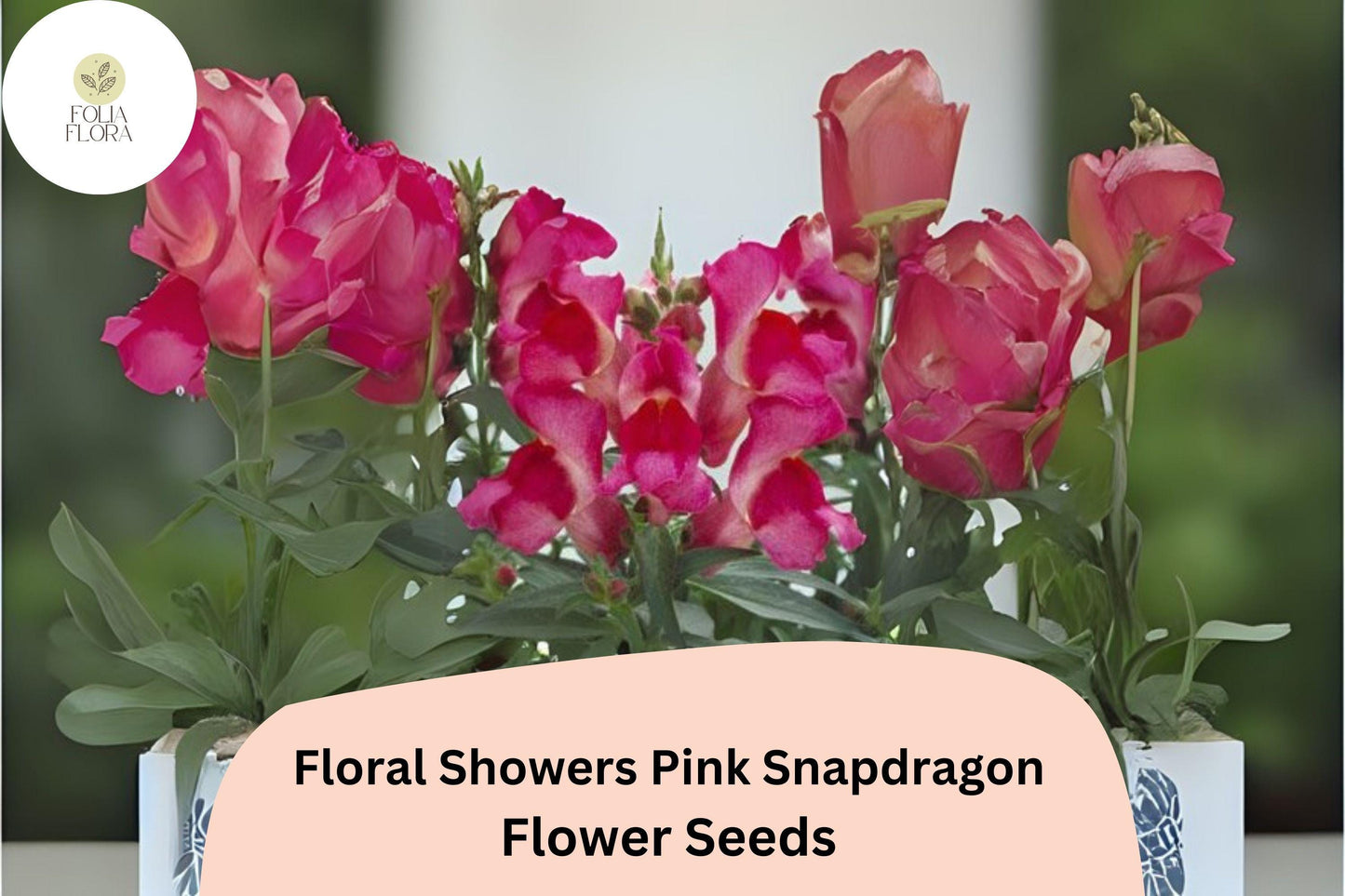 Pink Snapdragon Seeds | 1000+ Soft Pink Dwarf Blooms | Antirrhinum majus | Compact Annual for Garden & Containers