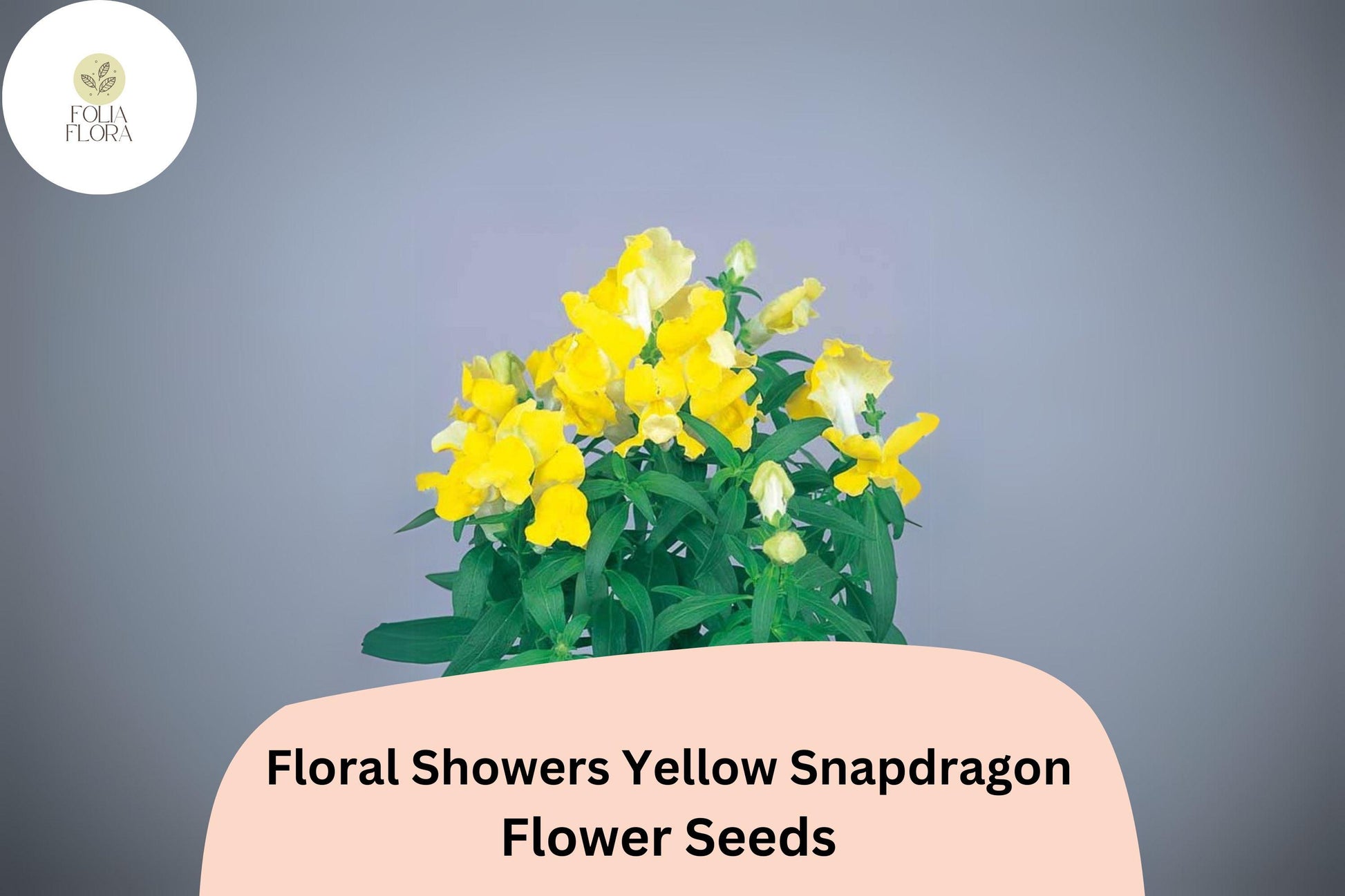 Yellow Snapdragon Seeds | 1000+ Dwarf Floral Showers | Antirrhinum majus | Bright Yellow, Compact, Pollinator-Friendly