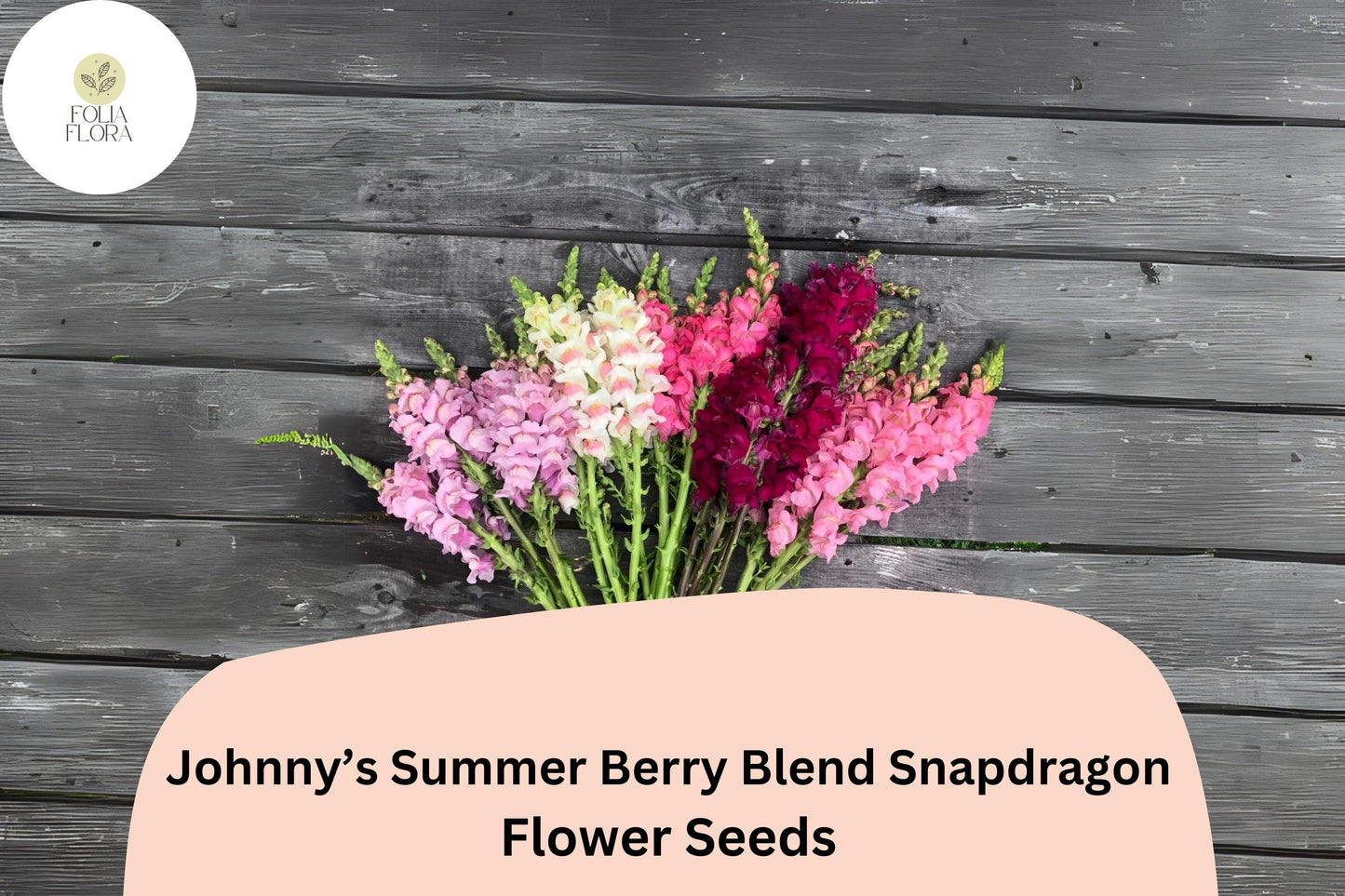 Snapdragon Seeds - 1000+ Summer Berry Blend - Antirrhinum majus - Vibrant Cut Flower Mix in Raspberry, Pink, and Peach