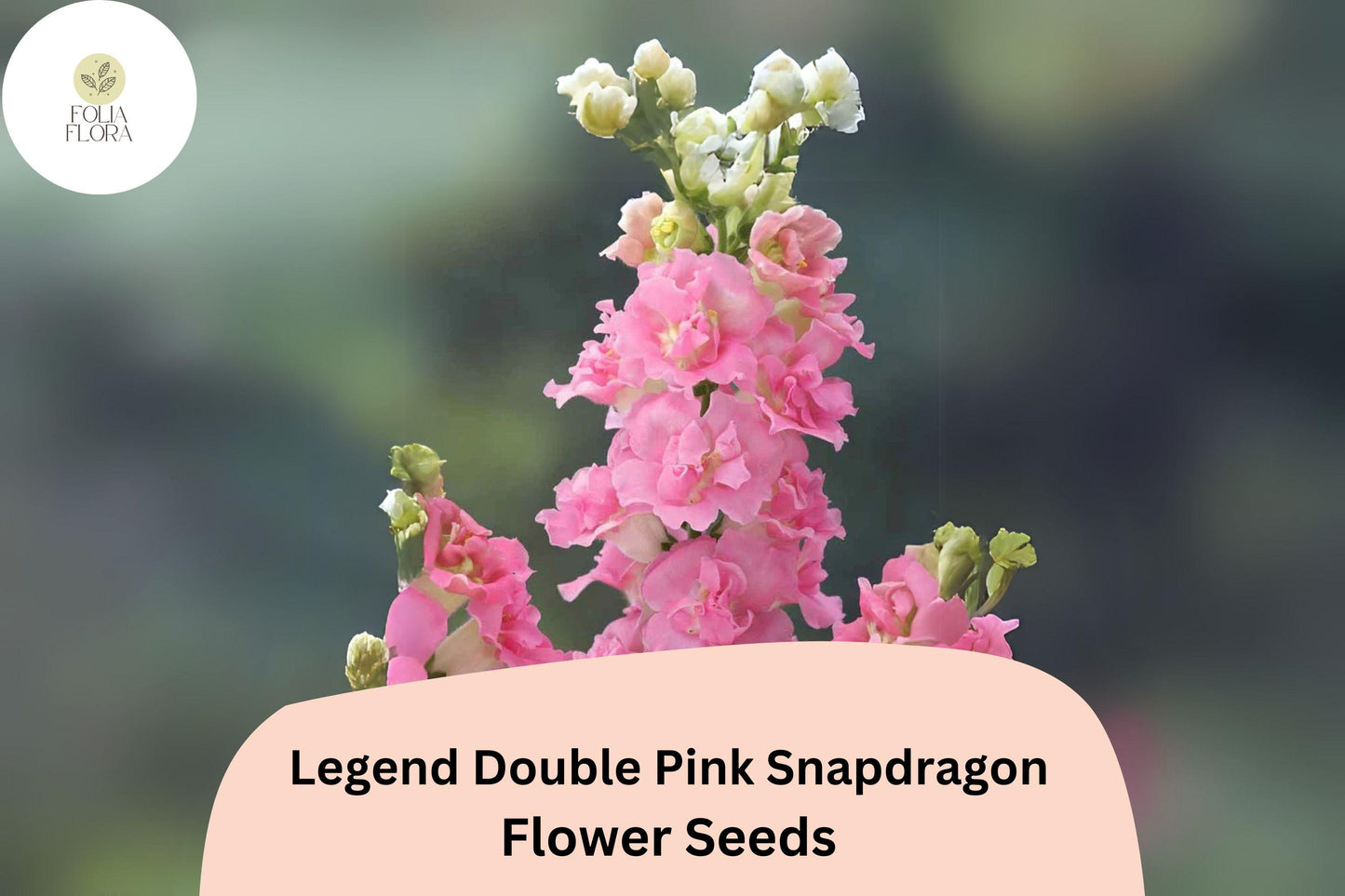 Snapdragon Seeds - 1000+ Legend Double Pink - Antirrhinum majus - Pollinator-Friendly & Cut Flower Ideal for Gardens