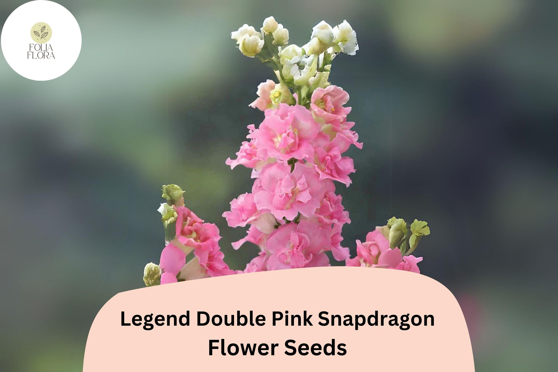 Snapdragon Seeds - 1000+ Legend Double Pink - Antirrhinum majus - Pollinator-Friendly & Cut Flower Ideal for Gardens