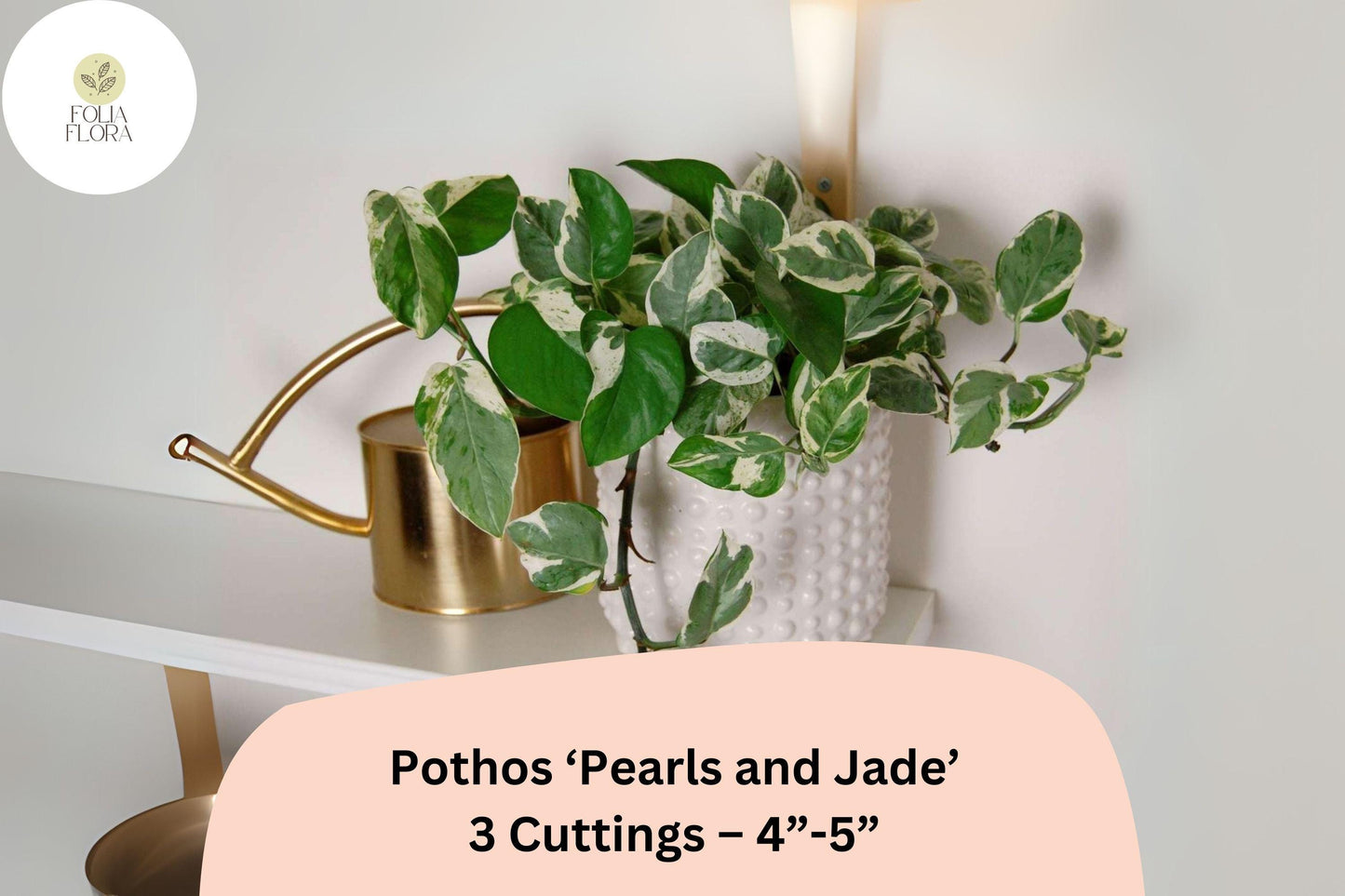 Pothos Cuttings 3 Pack - Pearls and Jade Variegated Devil's Ivy - Epipremnum aureum - Easy-Care Indoor Houseplant