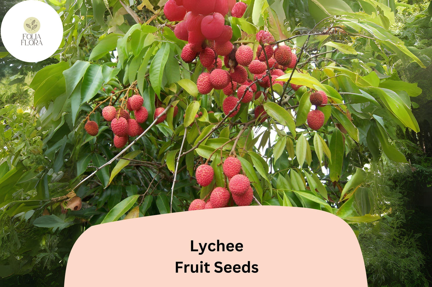 Lychee Seeds 10pcs - Heirloom Non-GMO Tropical Fruit Tree - Litchi chinensis - Grow Sweet Juicy Lychee at Home