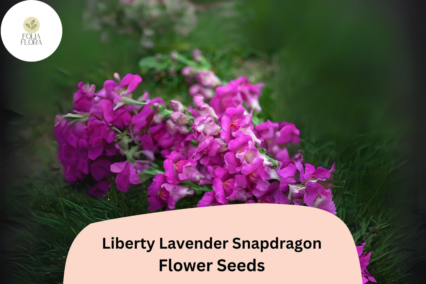 Snapdragon Seeds - 1000+ Liberty Lavender - Antirrhinum majus - Soft Purple Blooms for Garden & Cut Flower Arrangements