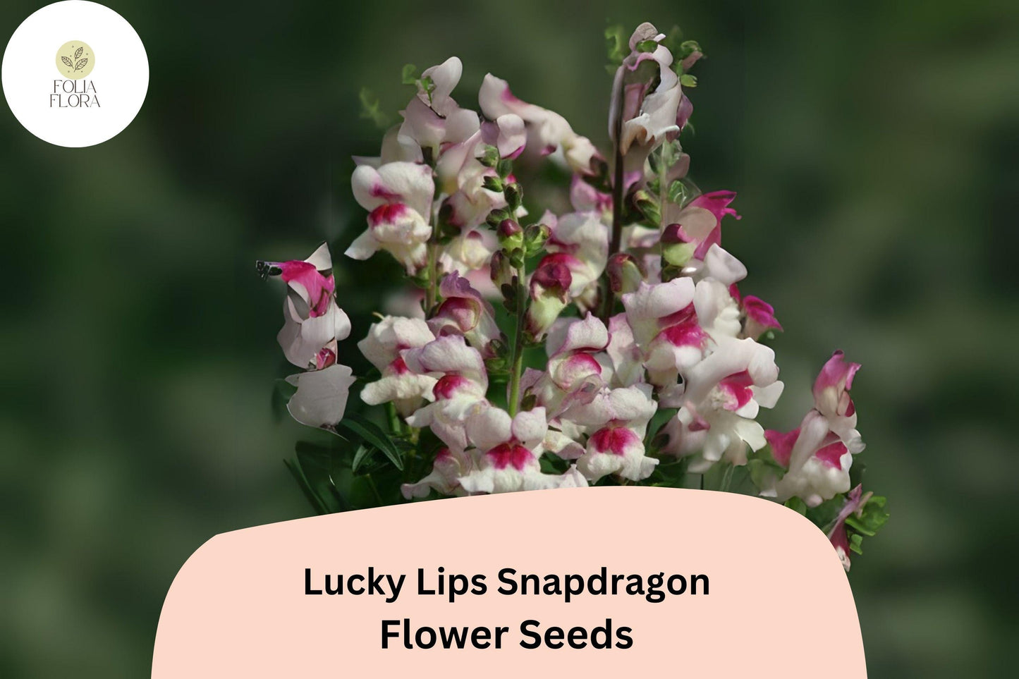 Snapdragon Seeds - 1000+ Lucky Lips Bi-Color Blooms - Antirrhinum majus - Pollinator-Friendly for Gardens & Cut Flowers