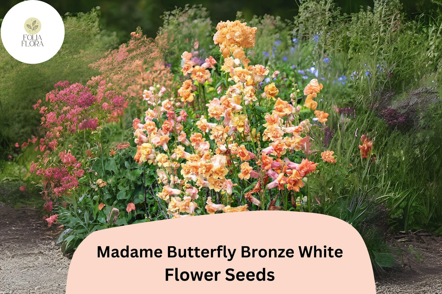 Snapdragon Seeds - 1000+ Madame Butterfly Bronze White - Antirrhinum majus - Ruffled Blooms for Garden & Bouquets