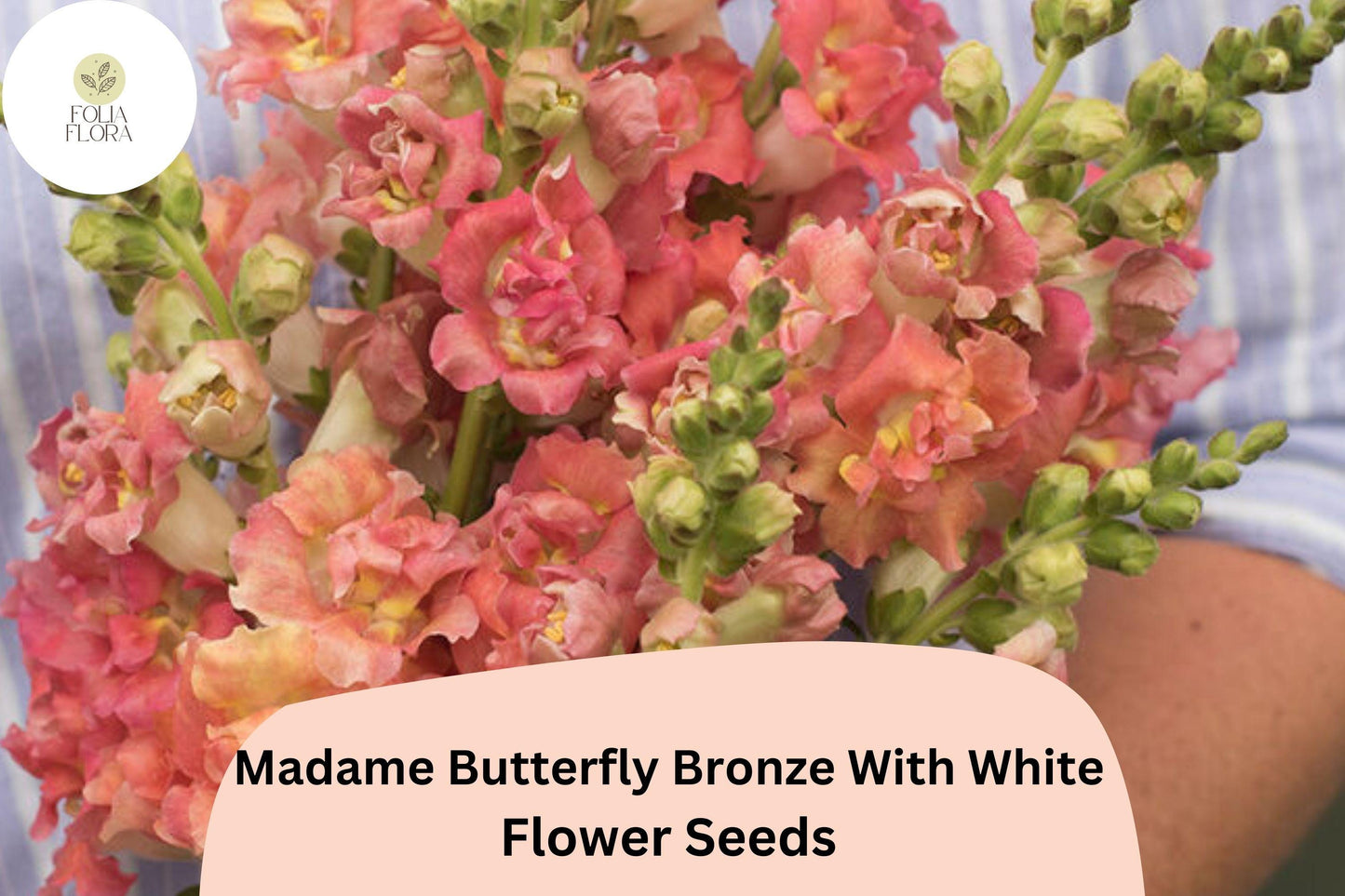 Snapdragon Seeds - 1000+ Madame Butterfly Bronze-White - Antirrhinum majus - Ruffled Double-Petaled Blooms for Gardens & Cut Flowers