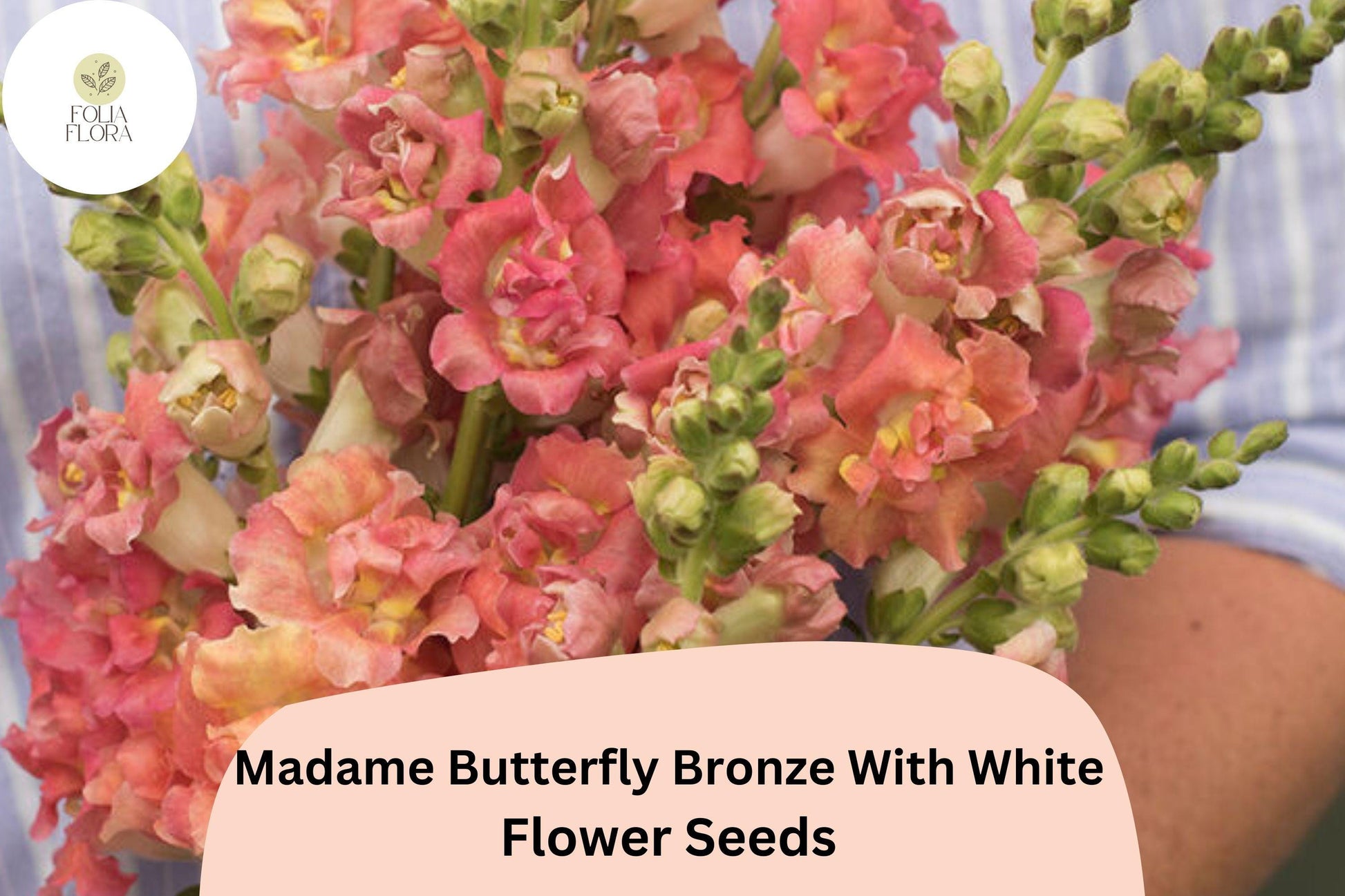 Snapdragon Seeds - 1000+ Madame Butterfly Bronze-White - Antirrhinum majus - Ruffled Double-Petaled Blooms for Gardens & Cut Flowers