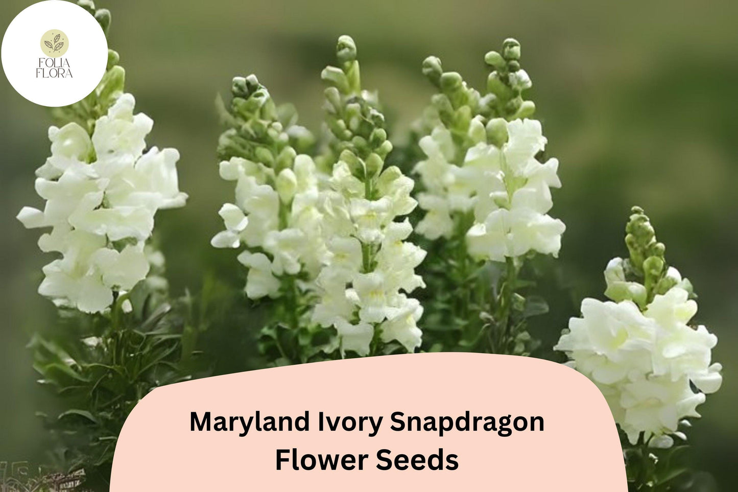 Snapdragon Seeds - 1000+ Maryland Ivory - Antirrhinum majus - Double-Petaled Blooms for Gardens & Cut Flowers - Pollinator-Friendly
