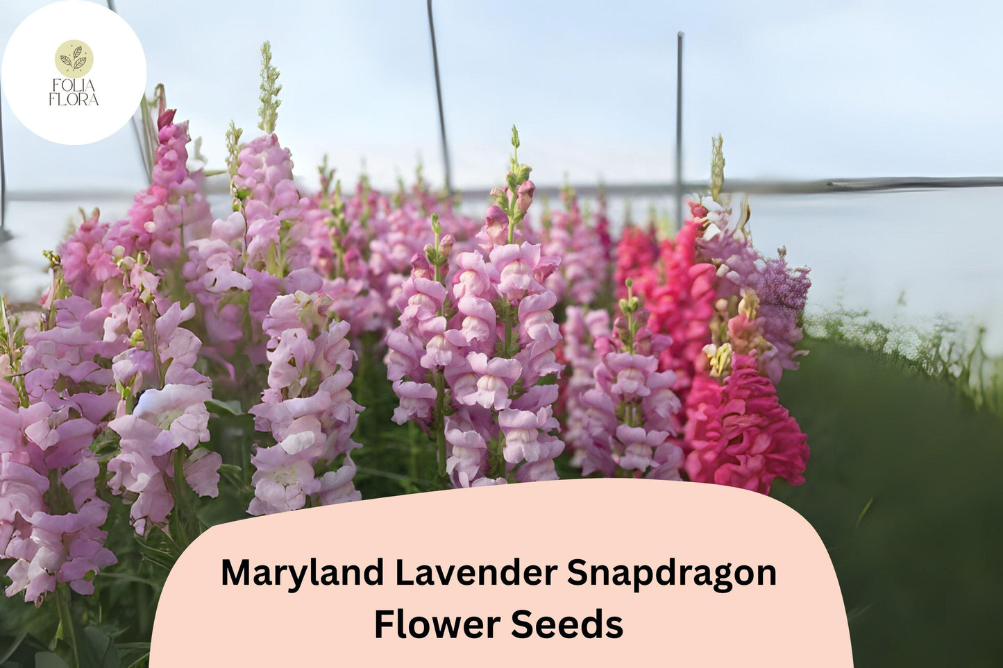 Snapdragon Seeds - 1000+ Maryland Lavender - Antirrhinum majus - Double-Petaled Blooms for Garden & Cut Flowers