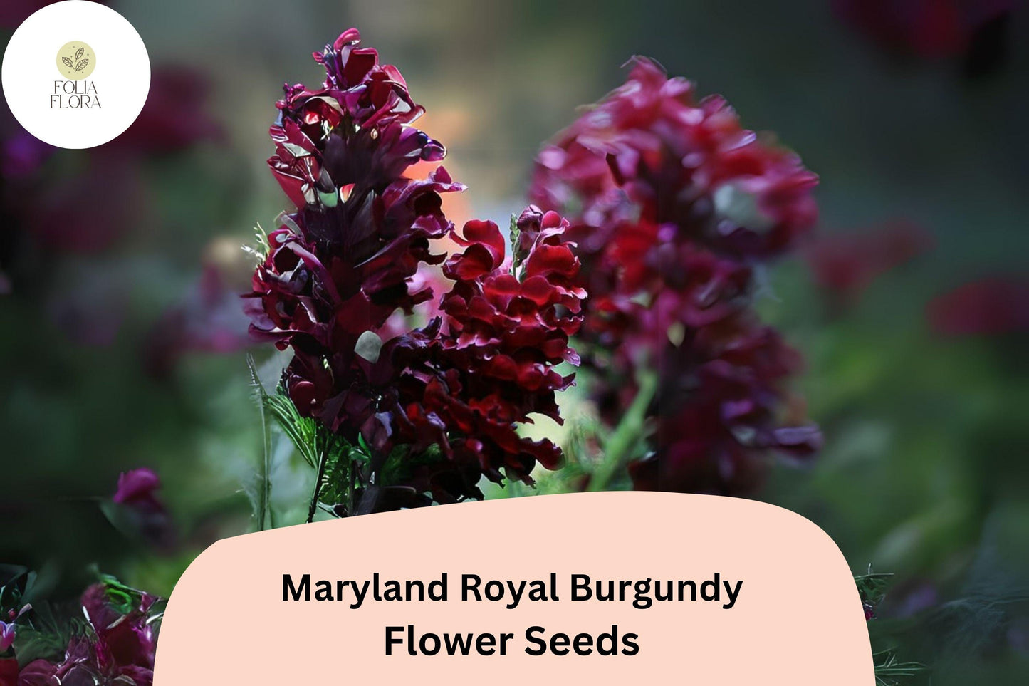Royal Burgundy Snapdragon Seeds - 1000+ Premium Antirrhinum majus - Deep Wine-Red Blooms for Elegant Gardens and Arrangements