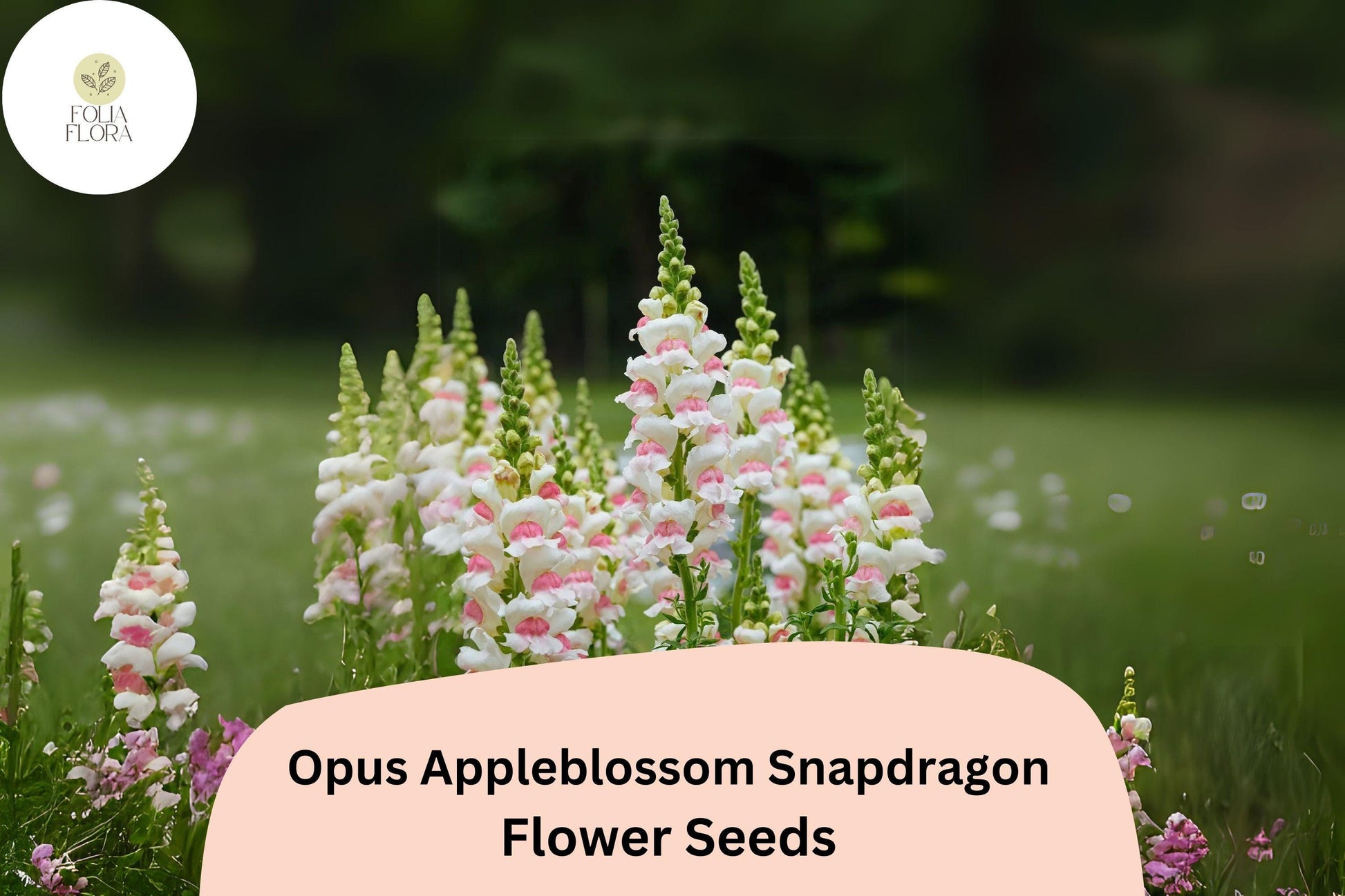 Snapdragon Seeds 1000+ Count Opus Appleblossom Soft Pink & White Antirrhinum majus Pollinator-Friendly Blooms