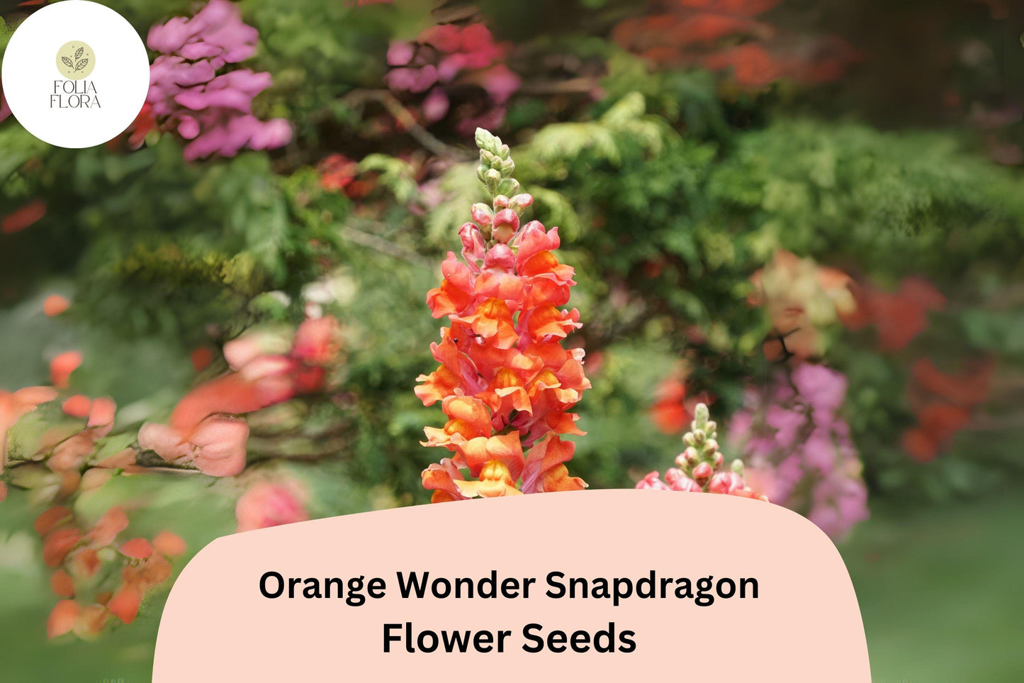 Snapdragon Seeds - 1000+ Orange Wonder Antirrhinum majus - Vibrant Double-Petaled Blooms for Garden & Cut Flowers