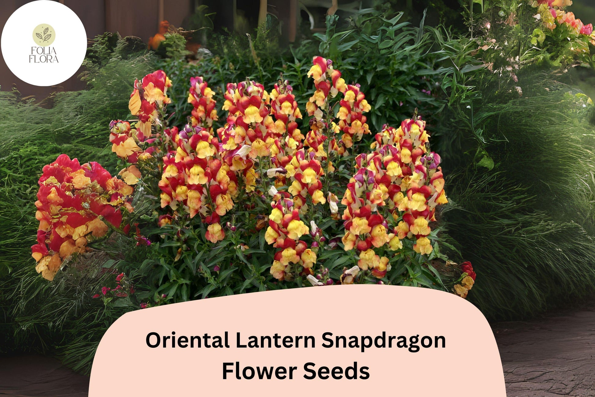 Snapdragon Seeds - 1000+ Oriental Lantern Variety - Fiery Red, Orange & Gold Blooms - Antirrhinum majus - Pollinator-Friendly