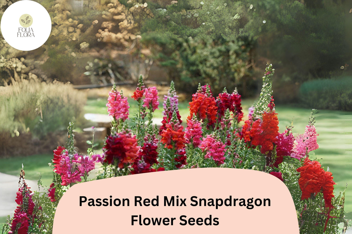 Passion Red Snapdragon Seeds - 1000+ Double-Petaled Antirrhinum majus Crimson & Scarlet Blooms for Gardens and Bouquets