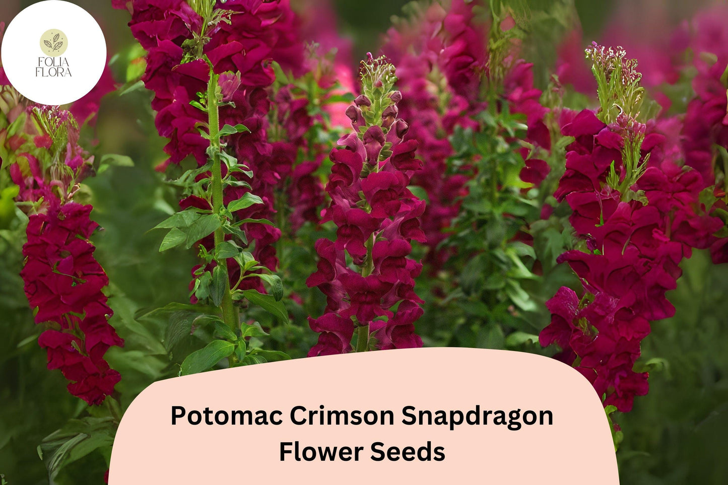 Snapdragon Seeds - 1000+ Potomac Crimson Antirrhinum majus - Deep Red Blooms for Garden & Cut Flowers - Pollinator-Friendly