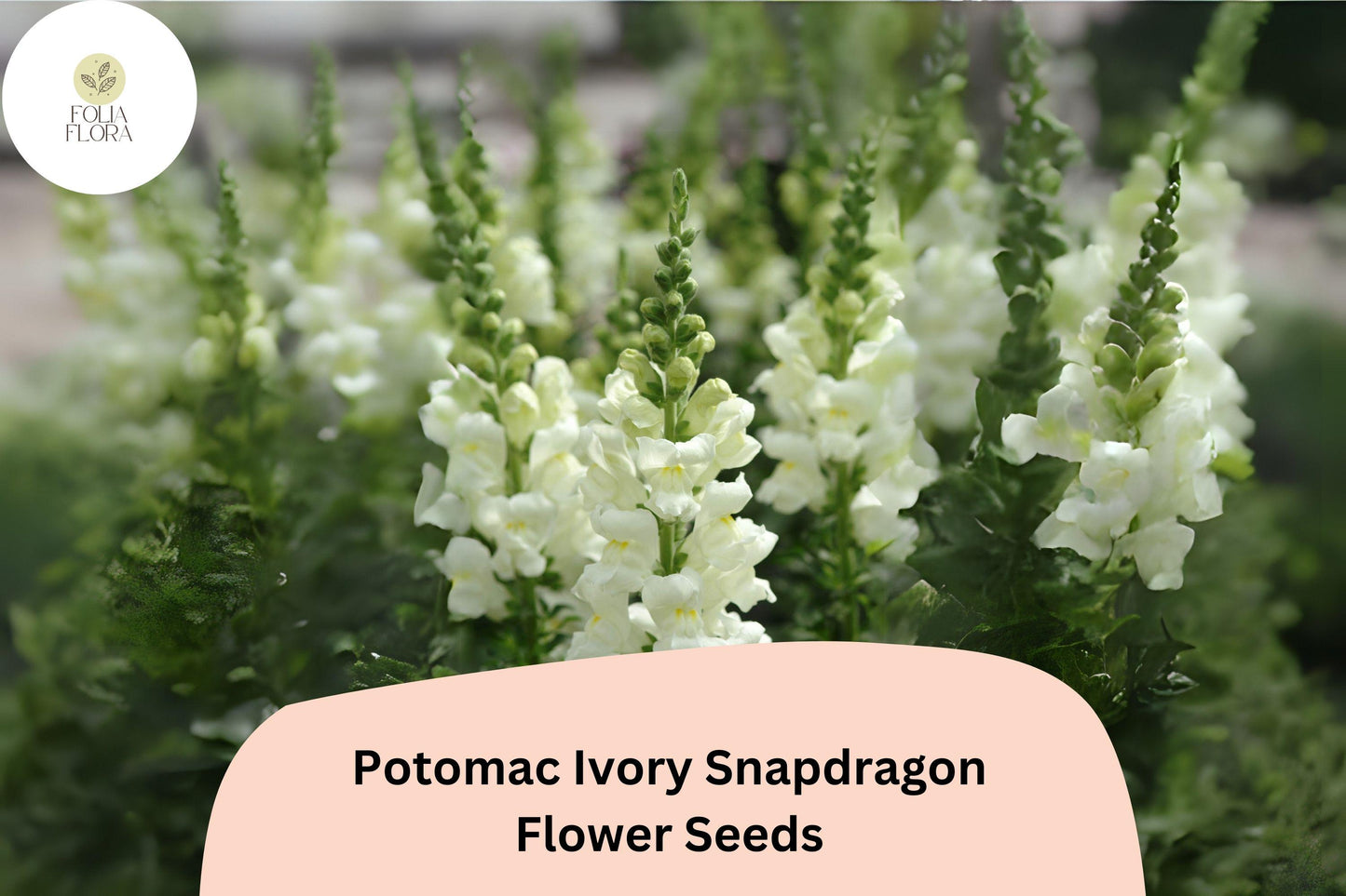 Snapdragon Seeds - 1000+ Potomac Ivory - Antirrhinum majus - Creamy White Double-Petaled Blooms for Garden & Bouquets