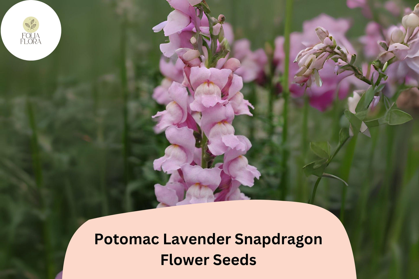 Snapdragon Seeds - 1000+ Potomac Lavender - Antirrhinum majus - Soft Purple Blooms for Garden & Cut Flowers - Pollinator Friendly