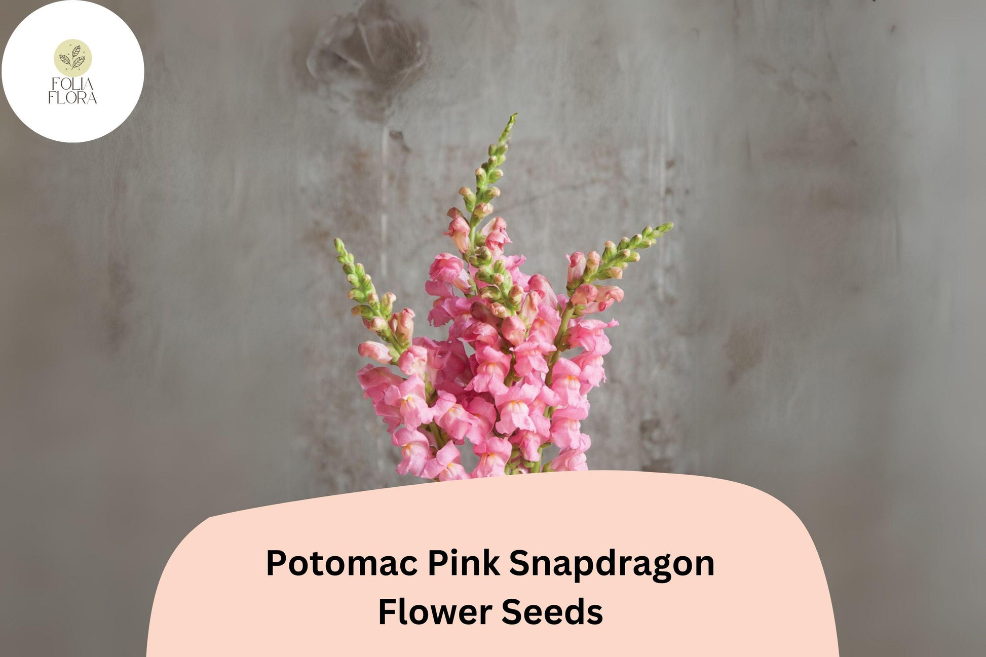 Snapdragon Seeds - 1000+ Potomac Pink - Double-Petaled Antirrhinum majus for Garden & Cut Flowers - Pollinator-Friendly Blooms