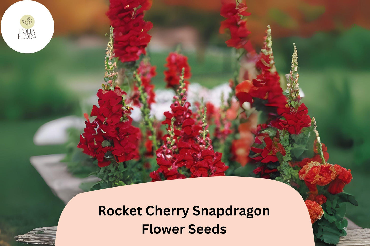Snapdragon Seeds - 1000+ Rocket Cherry Variety - Antirrhinum majus - Double-Petaled, Pollinator-Friendly, Vibrant Cherry-Red Blooms