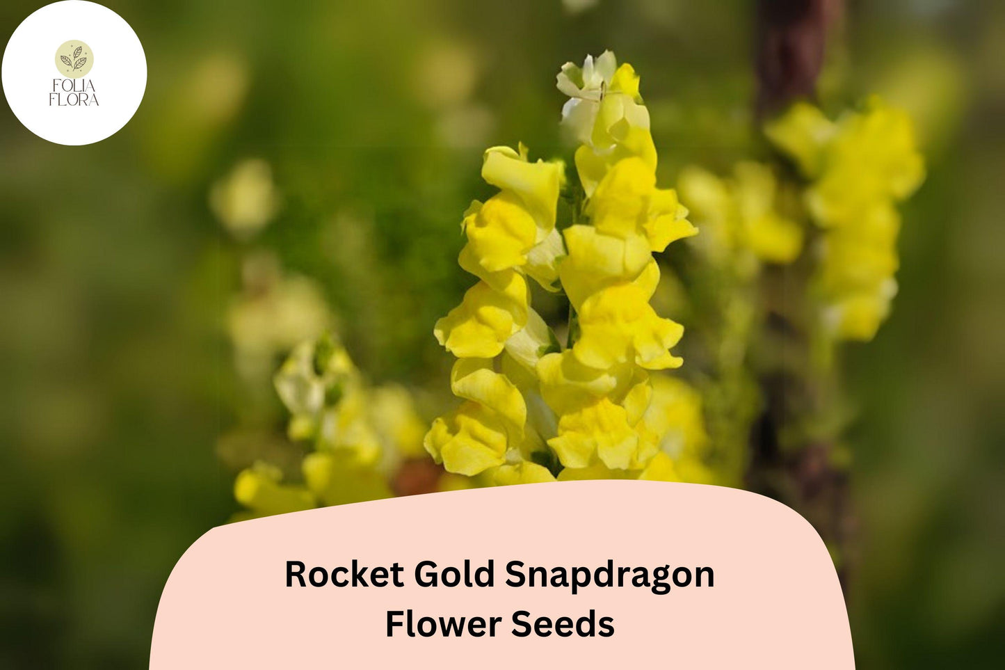 Snapdragon Seeds - 1000+ Rocket Gold Variety - Antirrhinum majus - Bright Golden-Yellow Blooms for Garden & Cut Flowers