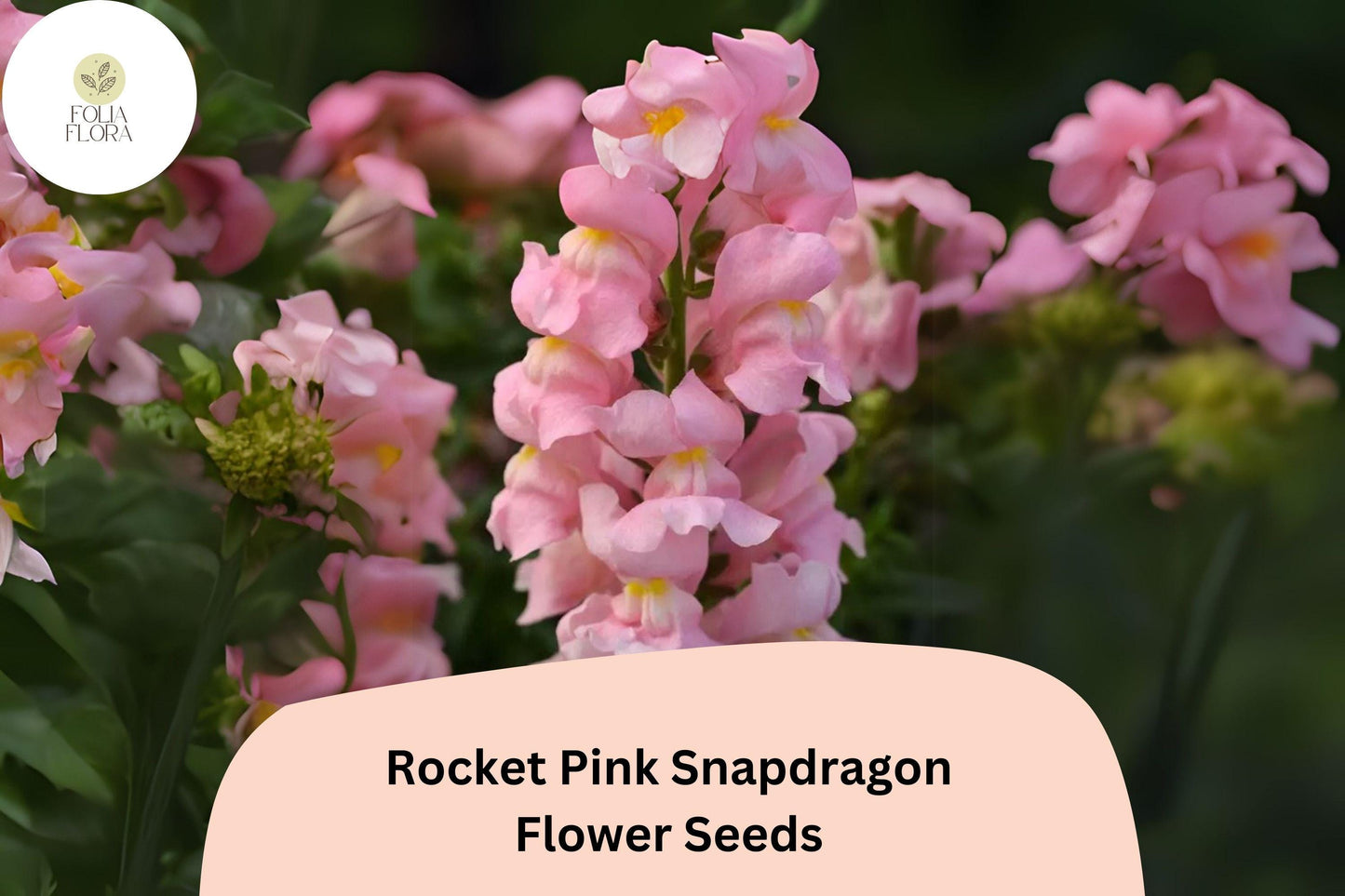 Snapdragon Seeds - 1000+ Rocket Pink Blooms - Antirrhinum majus - Double-Petaled, Pollinator-Friendly, Perfect for Cut Flowers