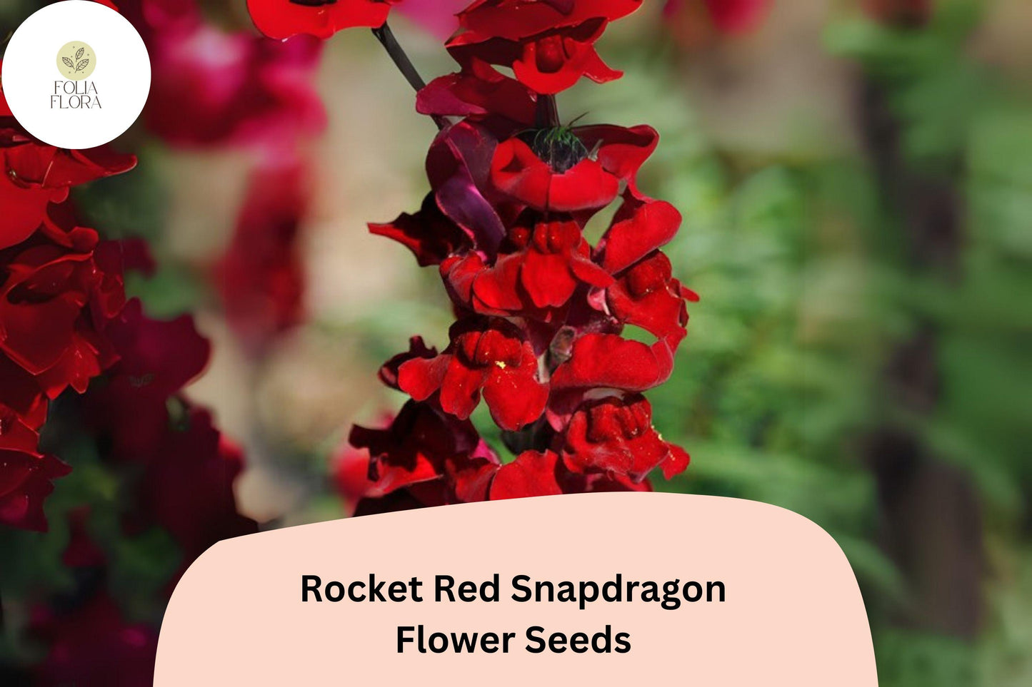 Snapdragon Seeds - 1000+ Rocket Red Antirrhinum majus - Bold Double-Petaled Blooms for Garden & Cut Flowers - Pollinator-Friendly