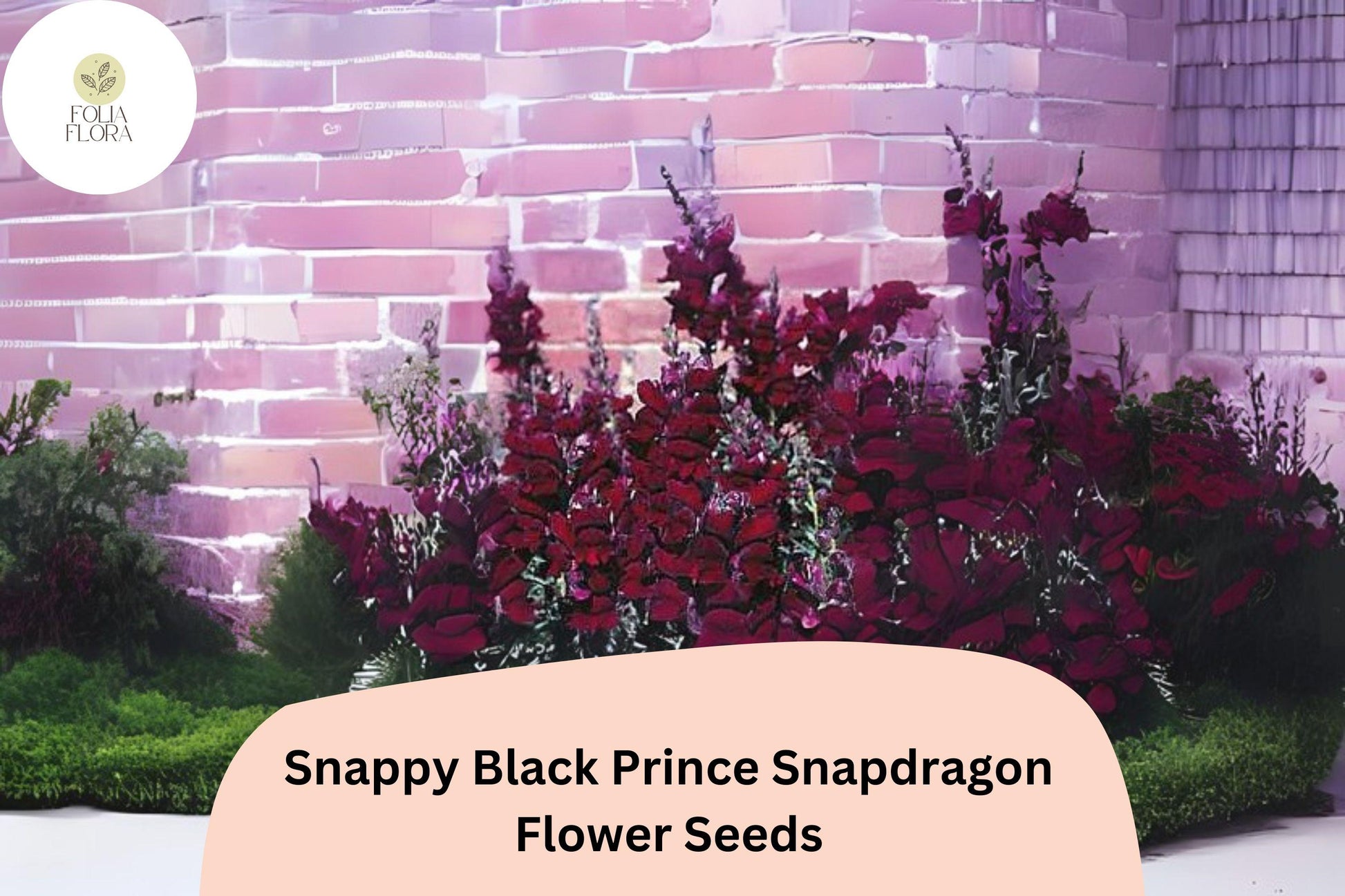 Snapdragon Seeds - 1000+ Snappy Black Prince - Deep Crimson-Red Blooms - Antirrhinum majus - Heirloom, Pollinator-Friendly