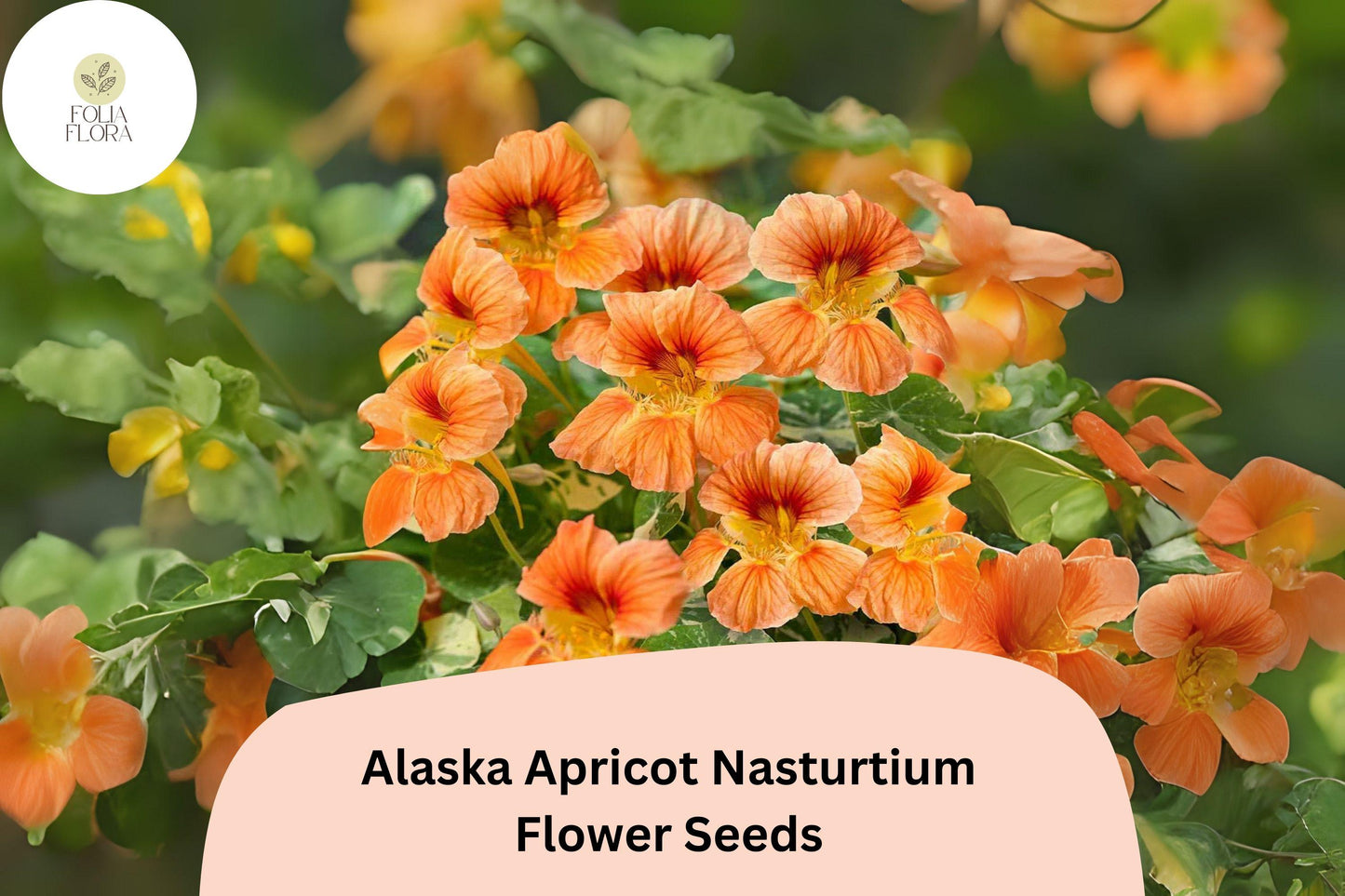 Nasturtium Seeds - 50+ Alaska Apricot Variety - Edible Flowers with Variegated Foliage - Tropaeolum majus