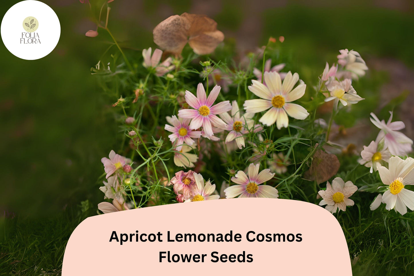 Cosmos Seeds - 200+ Apricot Lemonade Variety - Pastel Blooms for Garden & Cut Flowers - Cosmos bipinnatus