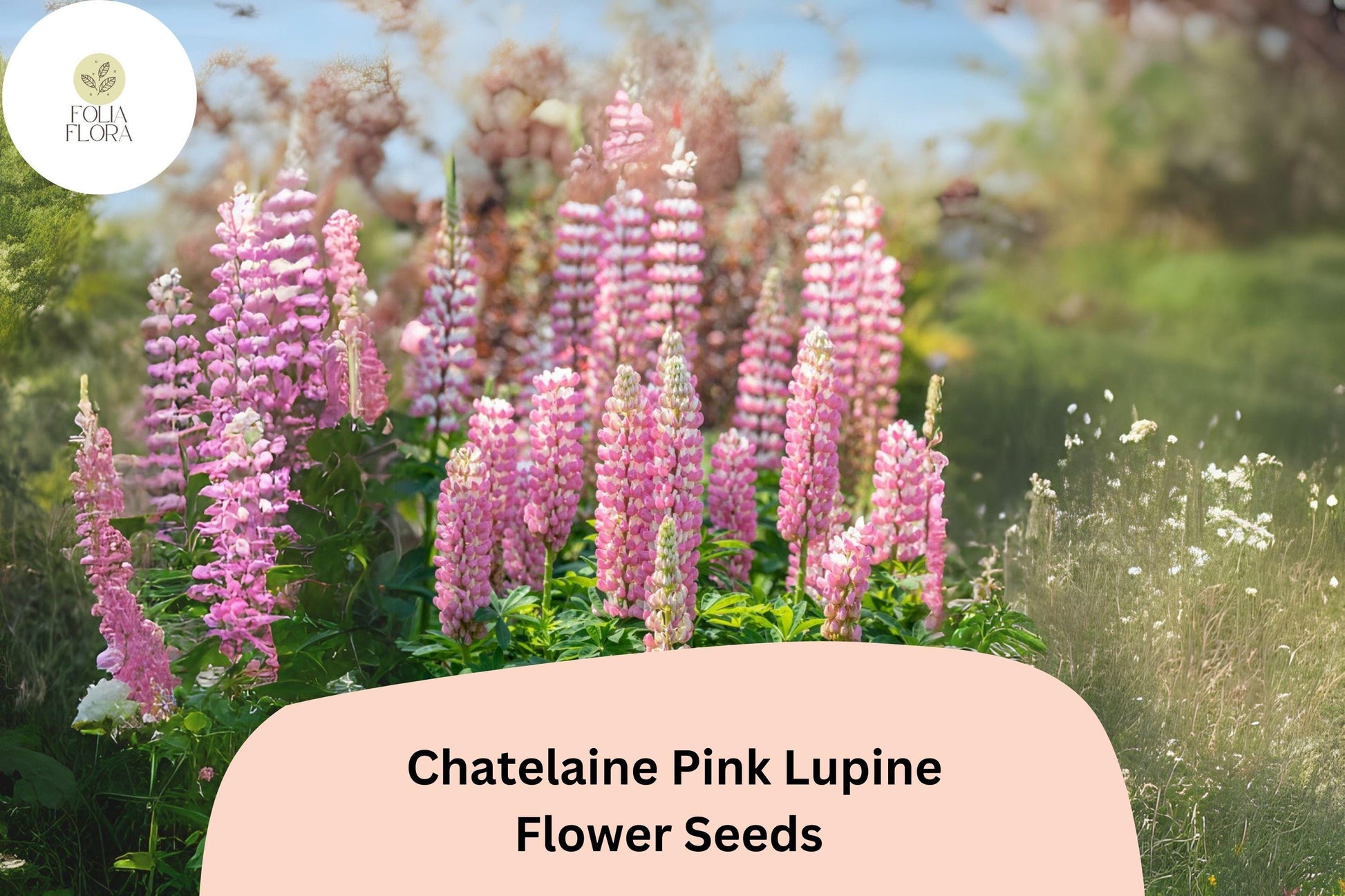 Lupine Seeds - 25+ Soft Pink Blooms - Lupinus 'Chatelaine Pink' - Drought-Tolerant, Pollinator-Friendly Garden Plant