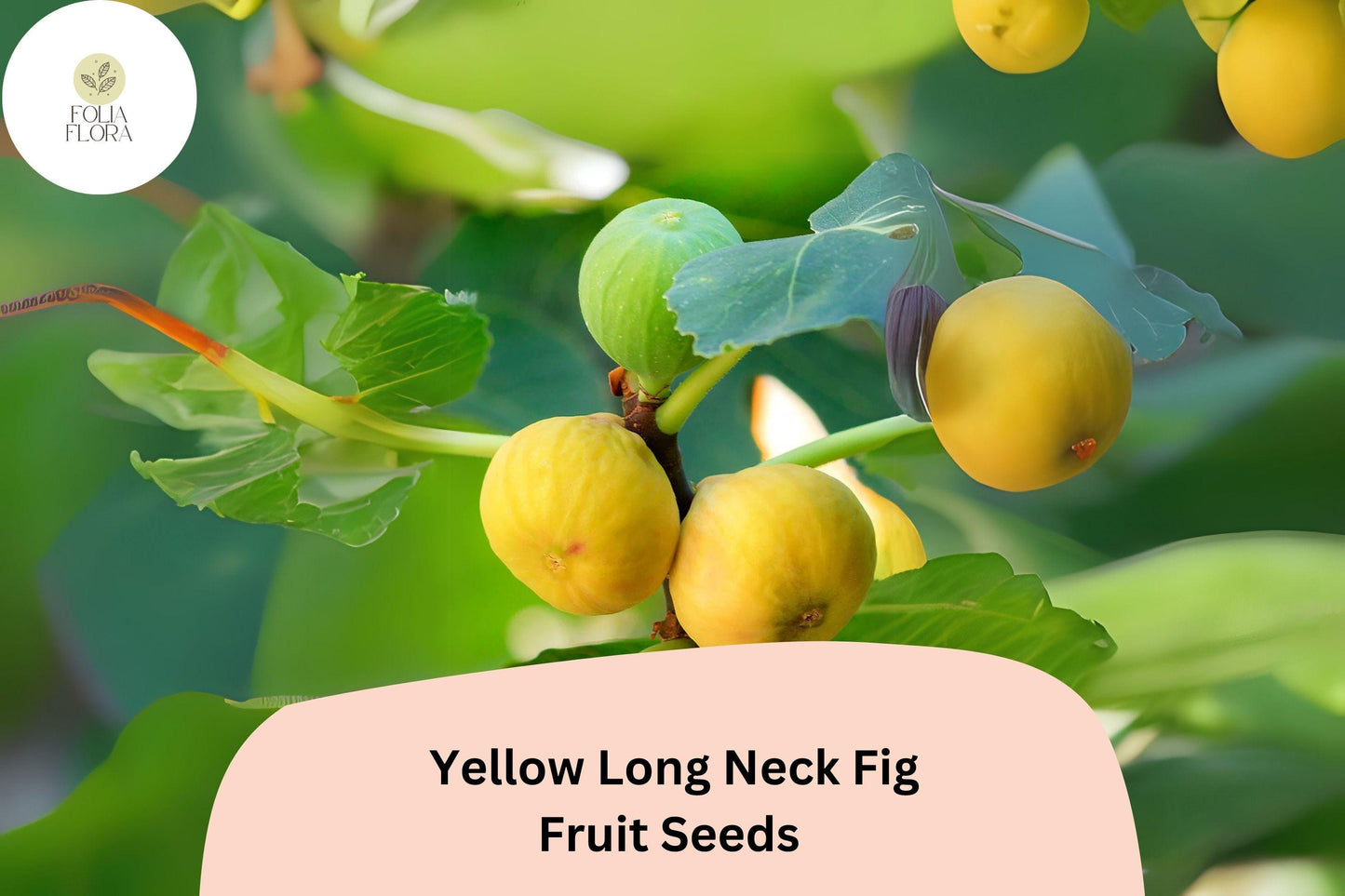 Yellow Long Neck Fig Seeds - 100+ Premium Ficus Carica Seeds, Sweet Golden Fruit, Drought-Tolerant, Self-Pollinating Variety