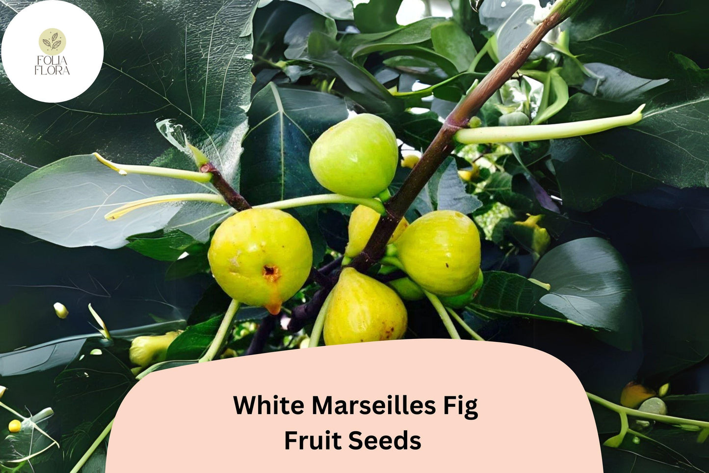100+ White Marseilles Fig Seeds | Ficus carica | Sweet Heirloom Variety for Garden | Drought-Tolerant & Self-Pollinating