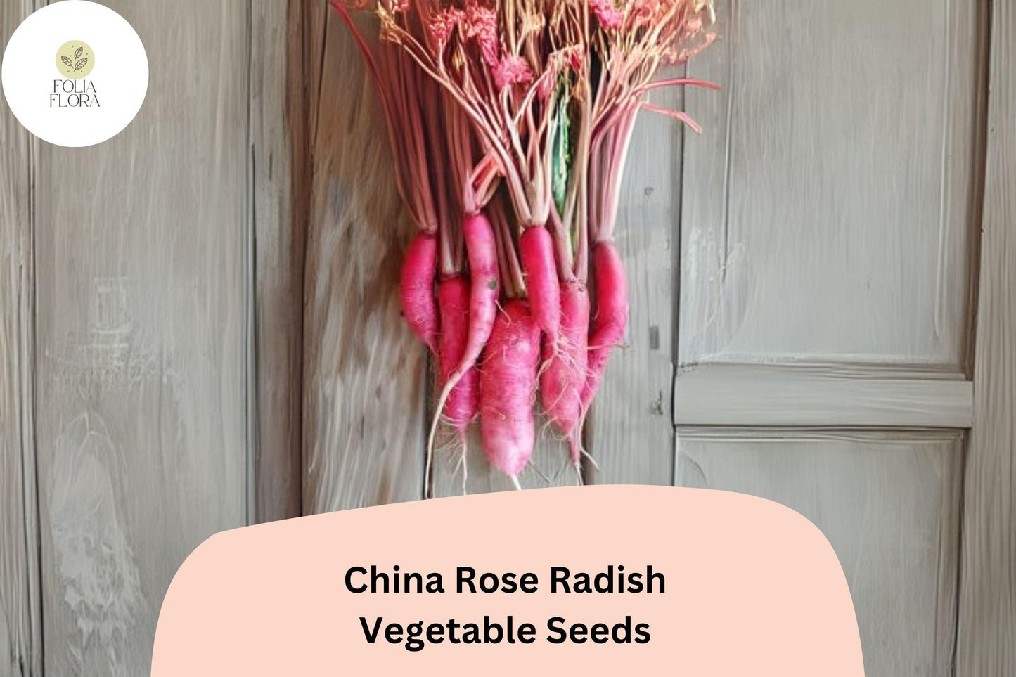 500+ China Rose Radish Seeds - Heirloom Winter Variety, Crisp White Flesh, Rose-Pink Skin, Raphanus sativus