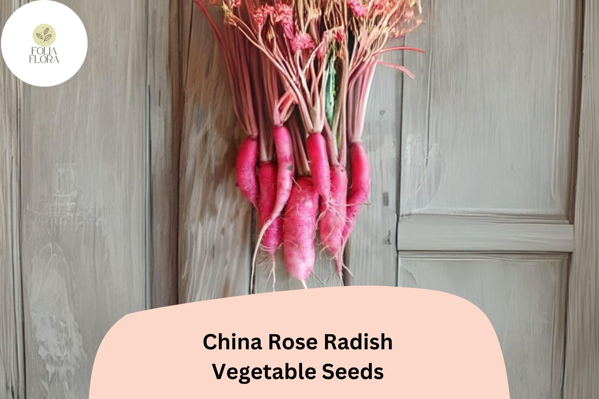 500+ China Rose Radish Seeds - Heirloom Winter Variety, Crisp White Flesh, Rose-Pink Skin, Raphanus sativus